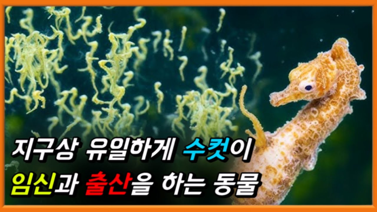 살아남은 게 기적 그 자체인 ㅈ밥 물고기