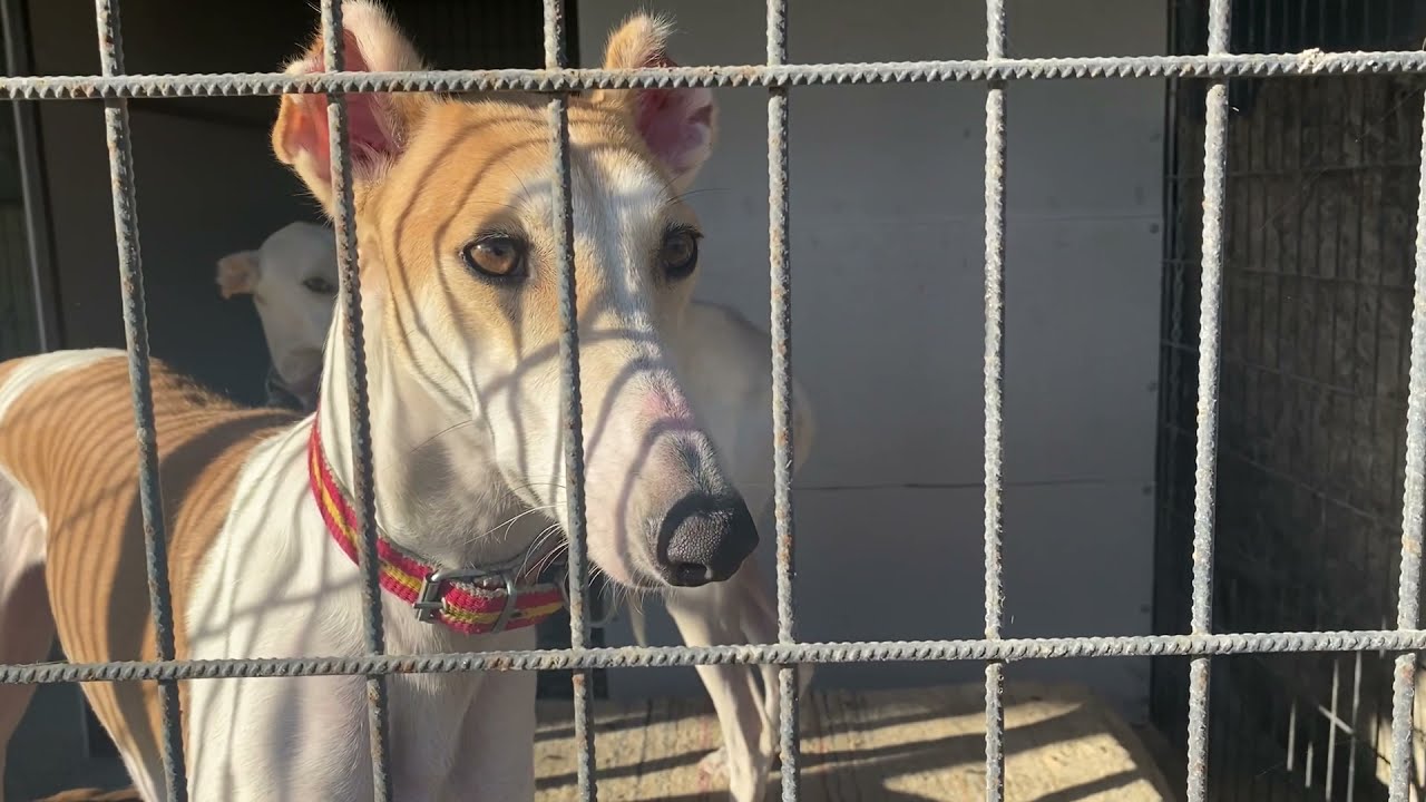 KURTÇU TAZILAR! DÜNYANIN EN HIZLI KÖPEKLERİ