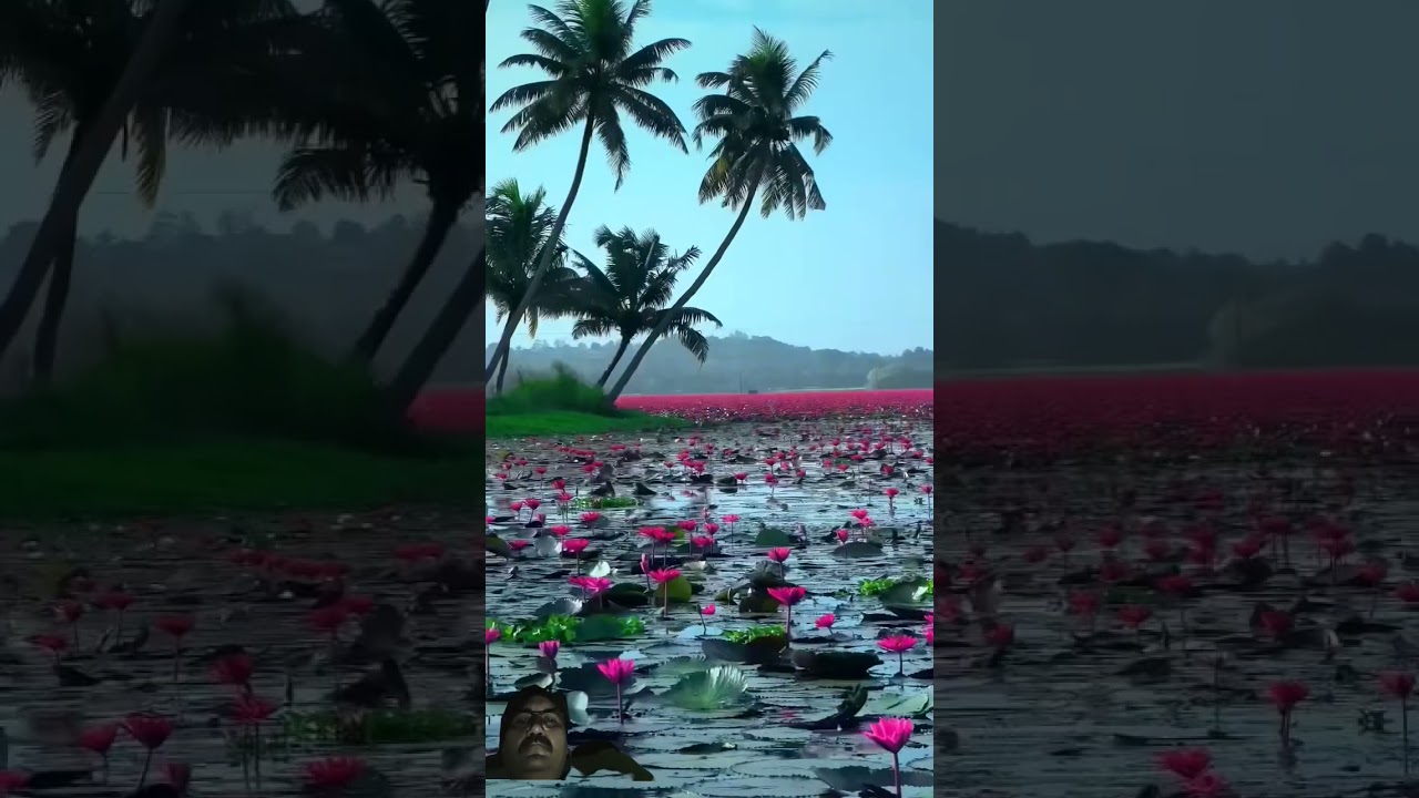Pink Season of Kerala🪷💥#kottayam #malarikkal #kerala #life #villagelife #beautiful #nature #trending