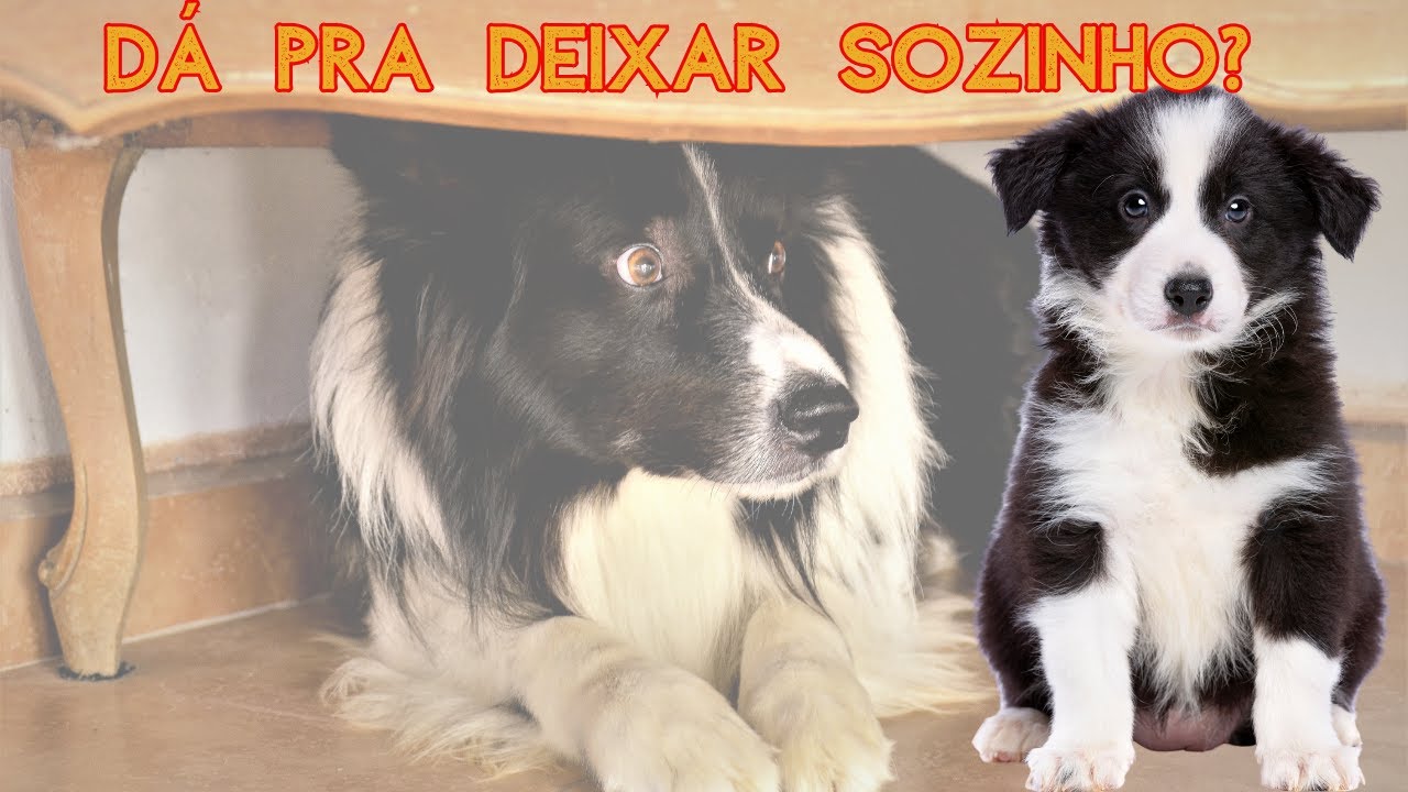 Meu Border Collie pode passar o dia sozinho? - Border Collie é pra quem trabalha muito?
