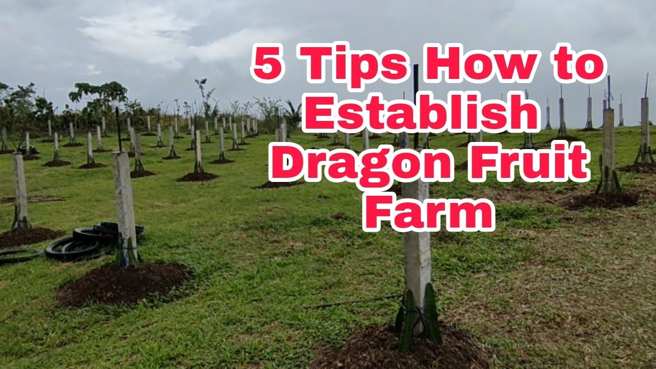 5 Tips How To Establish Dragon Fruit Farm