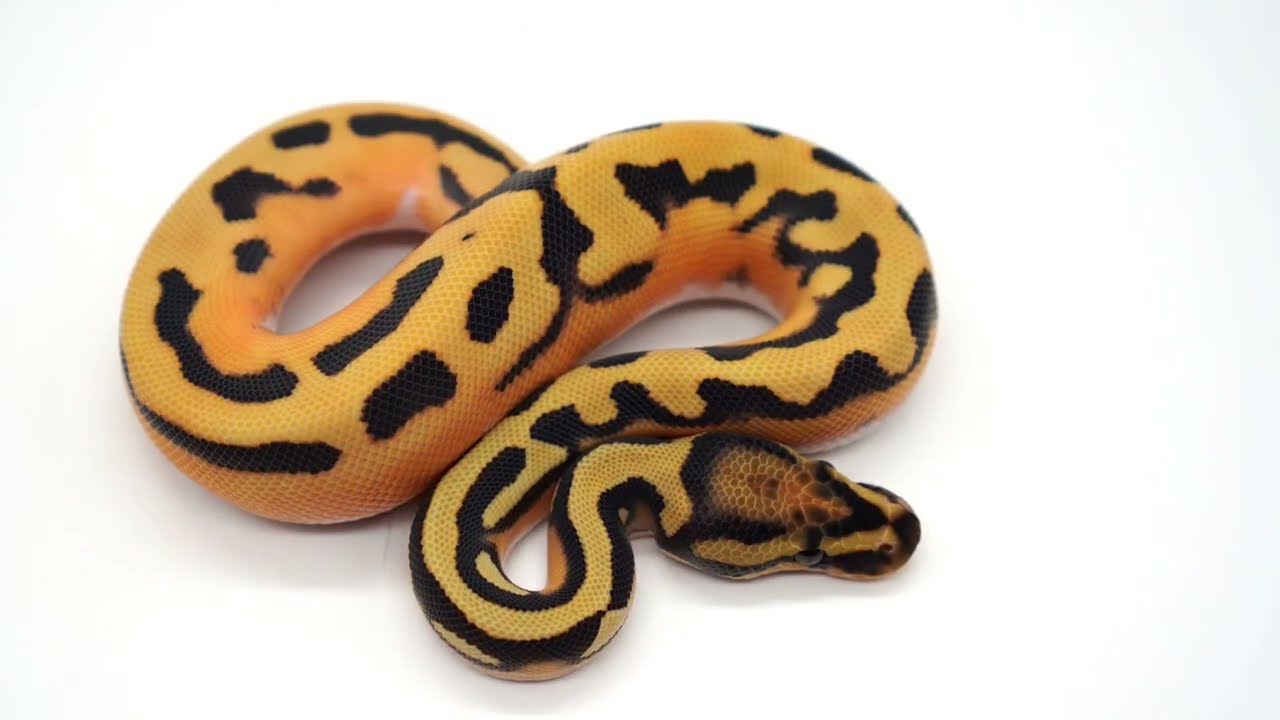 The Millionaire Snake Breeder Series: The Upgrade Method!