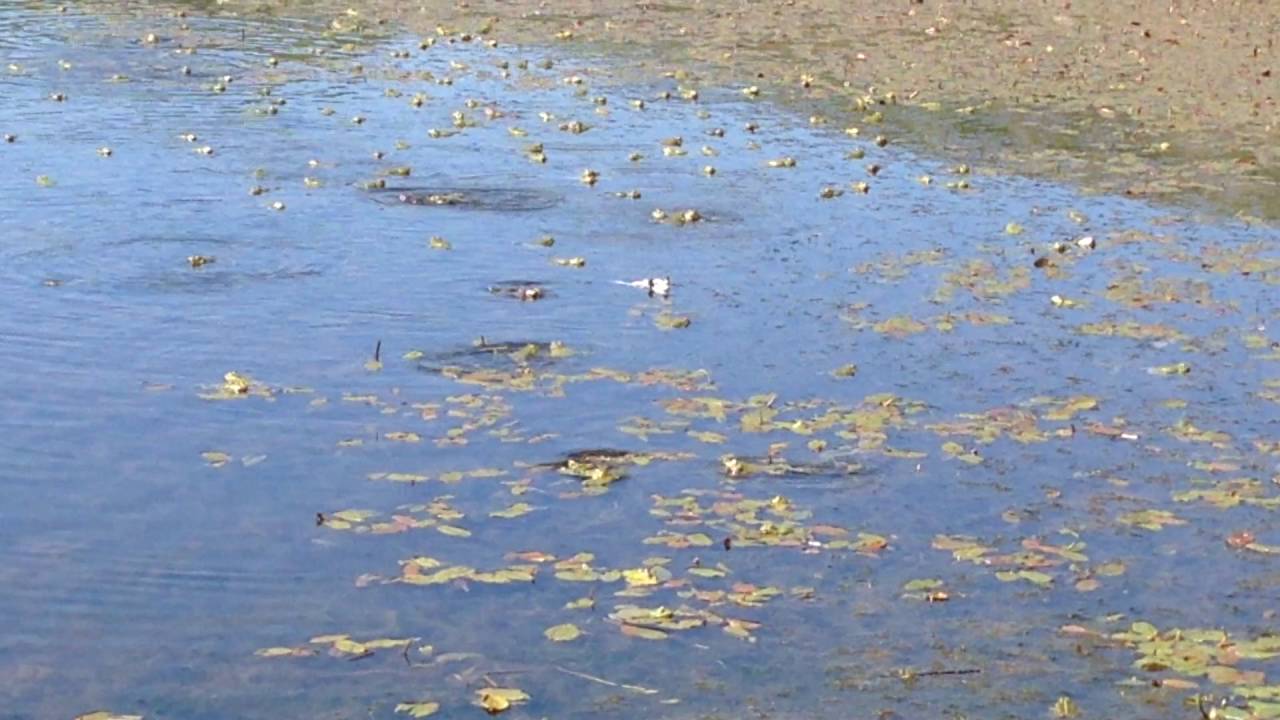 Pelophylax ridibundus (Eurasian Marsh Frog) Sound