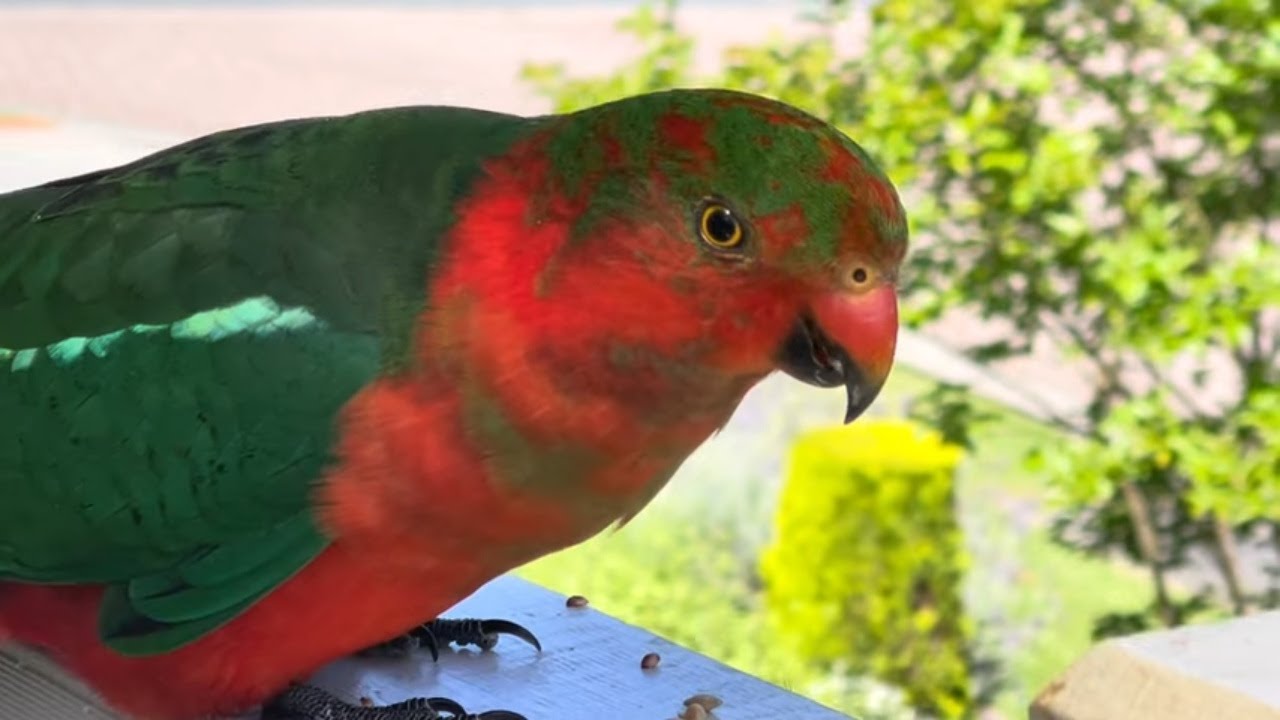 Australian King Parrot Sounds