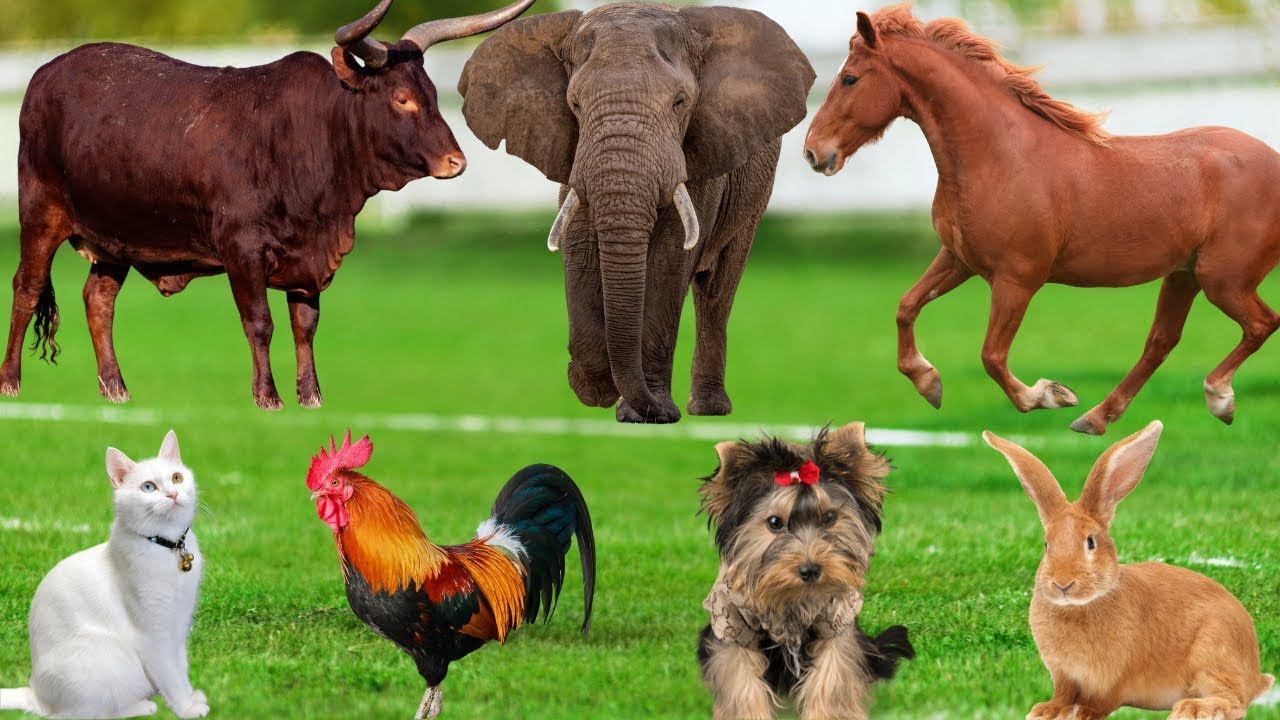 Collection of cute animal sounds: Cow, Cat, Chicken, Dog, Sheep, Cat, Horse - Cute Animal Moments