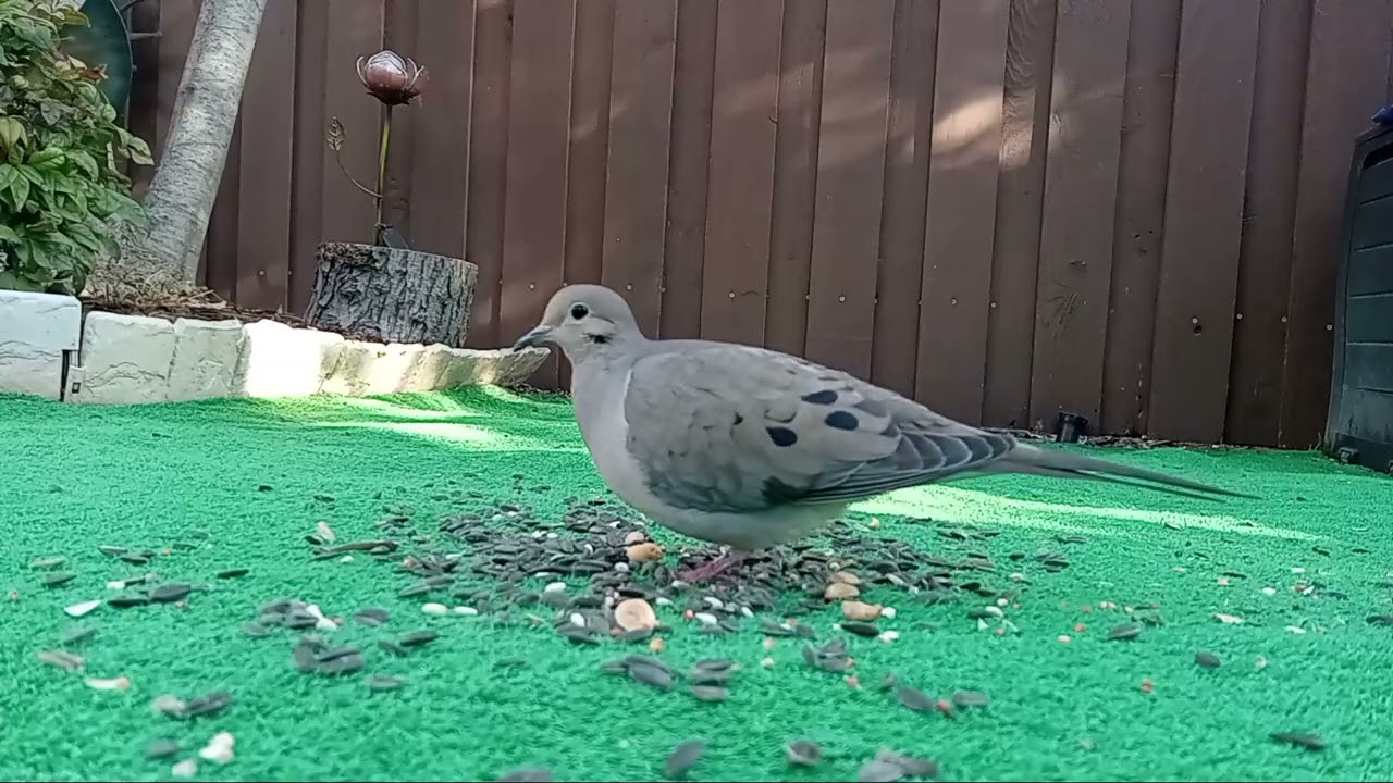02/27 - Backyard Feeding - Part 3