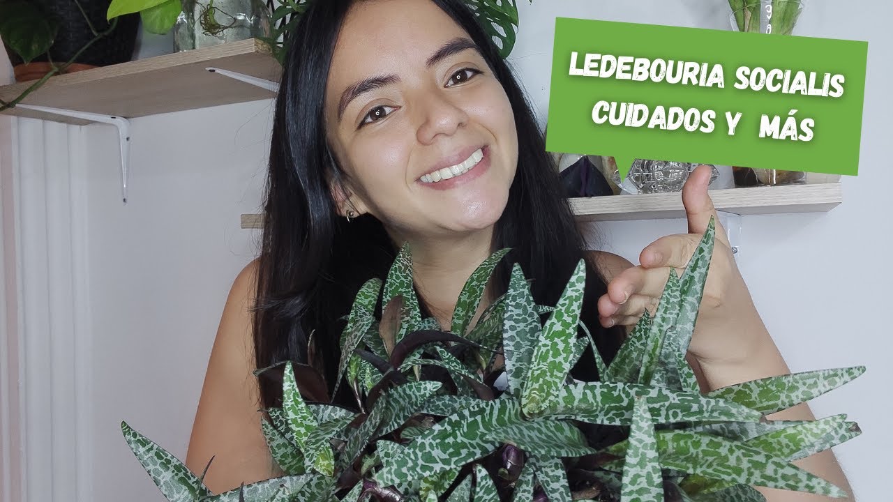 CUIDADOS Y REPRODUCCION LEDEBOURIA SOCIALIS |  🌺 Flor Soñada