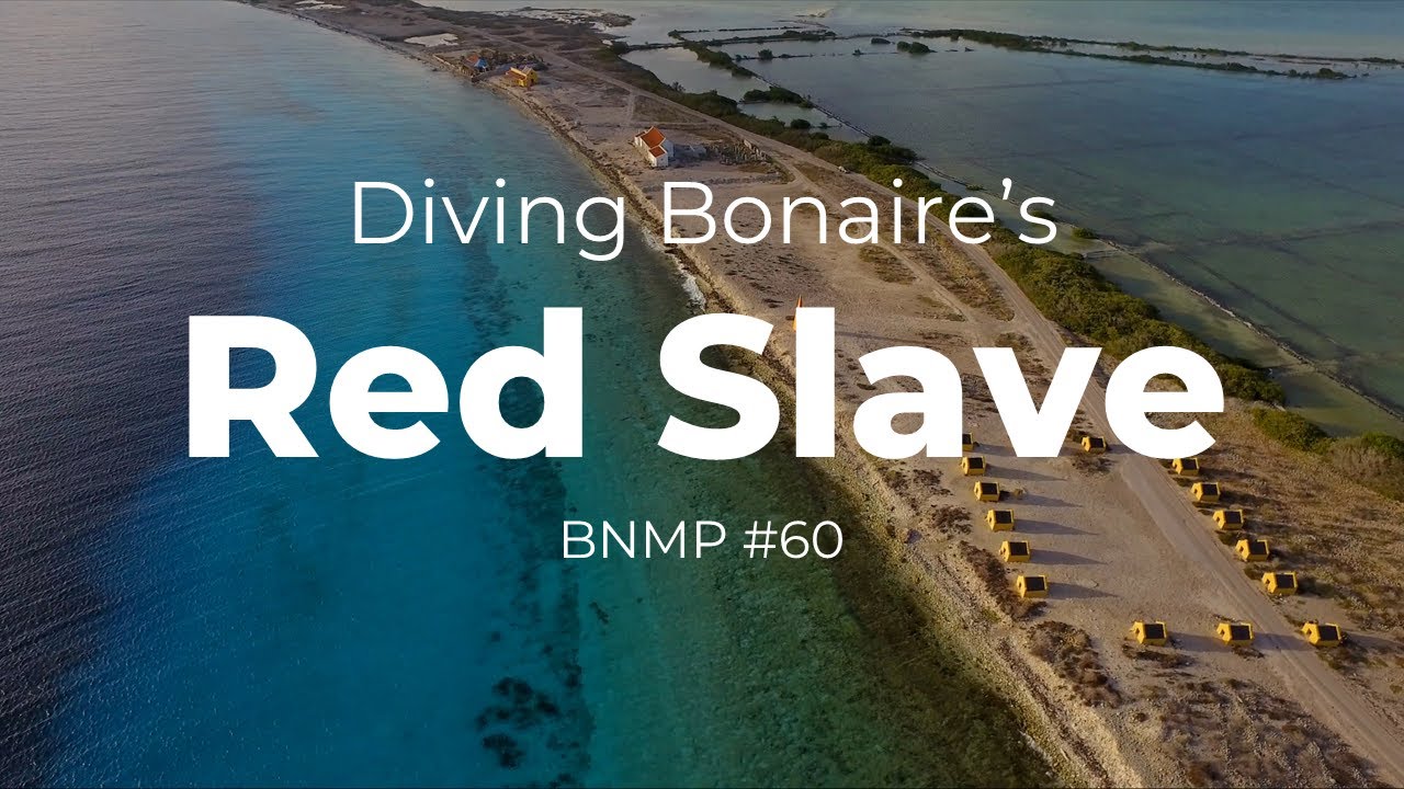 Diving Bonaire's Red Slave