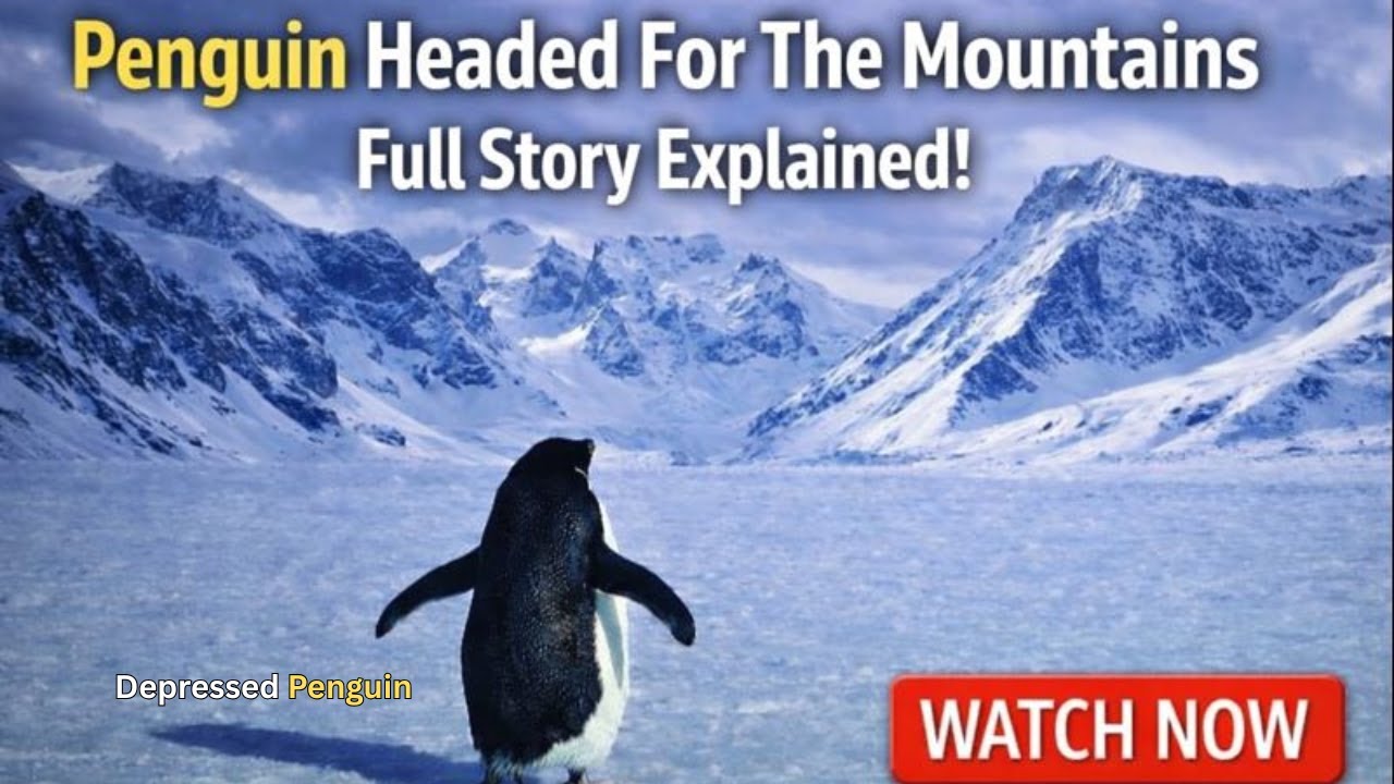 Penguin Headed For The Mountains Full Story Explained!.