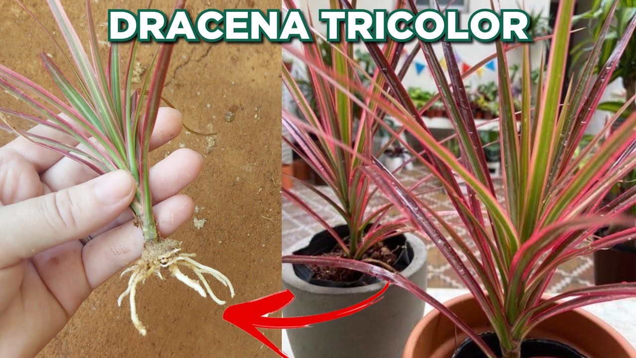 DRACENA TRICOLOR - Como cuidar e fazer mudas + resultado