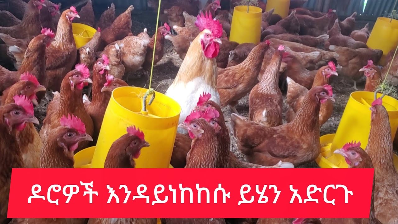 ዶሮዎች ለምን ይነካከሳሉ?
