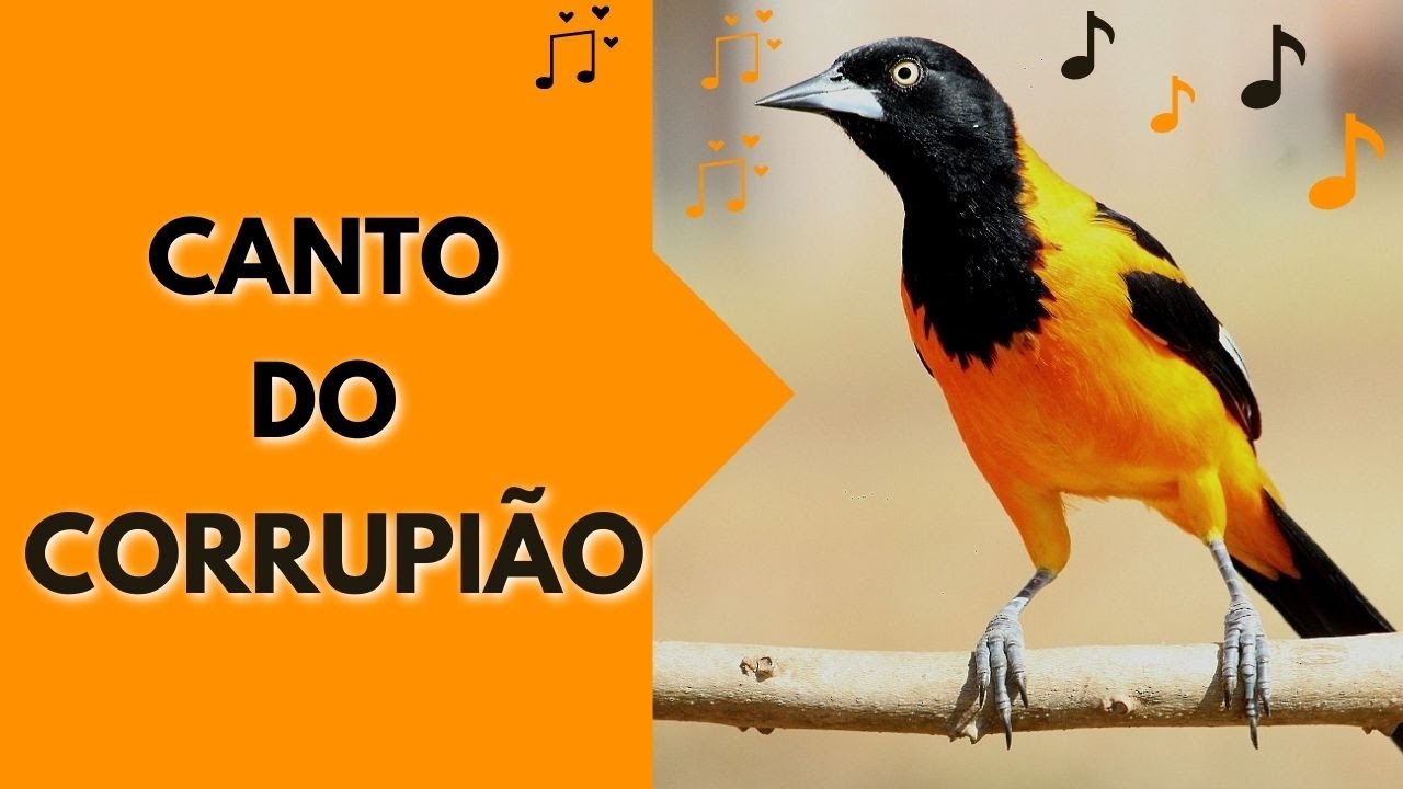 Canto do CORRUPIÃO / SOFREU SOFRÊ/ CONCRIZ / O melhor para esquentar seu pássaro