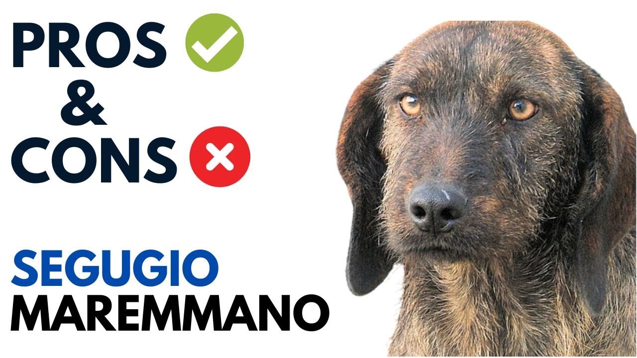 Segugio Maremmano Pros and Cons | Segugio Maremmano Dog Advantages and Disadvantages