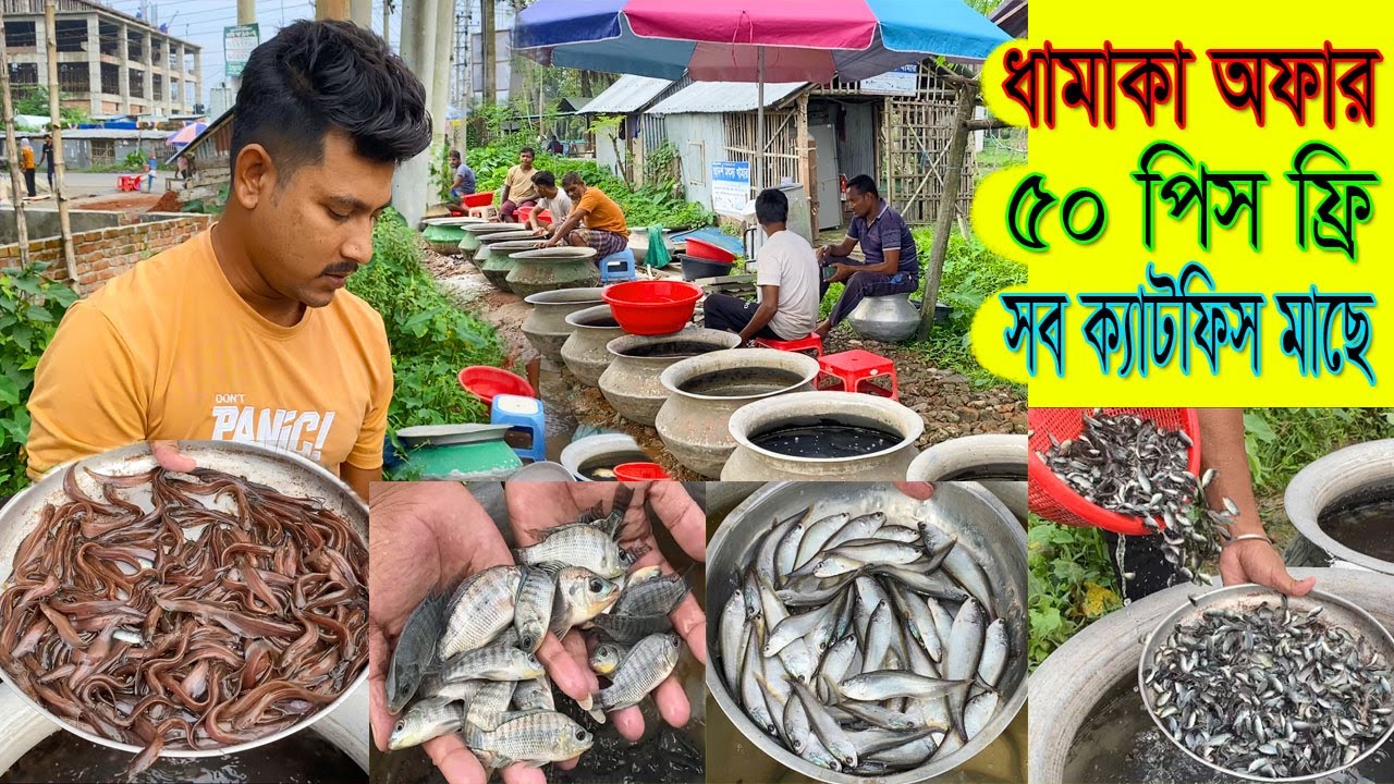 ৫০ পিস ফ্রি-ধামাকা অফার।কিং সাইজের মাছ।বাজারের সকল ক্যাটফিস মাছের পোনার পাইকারি দাম ও সব মাছে অফার।।