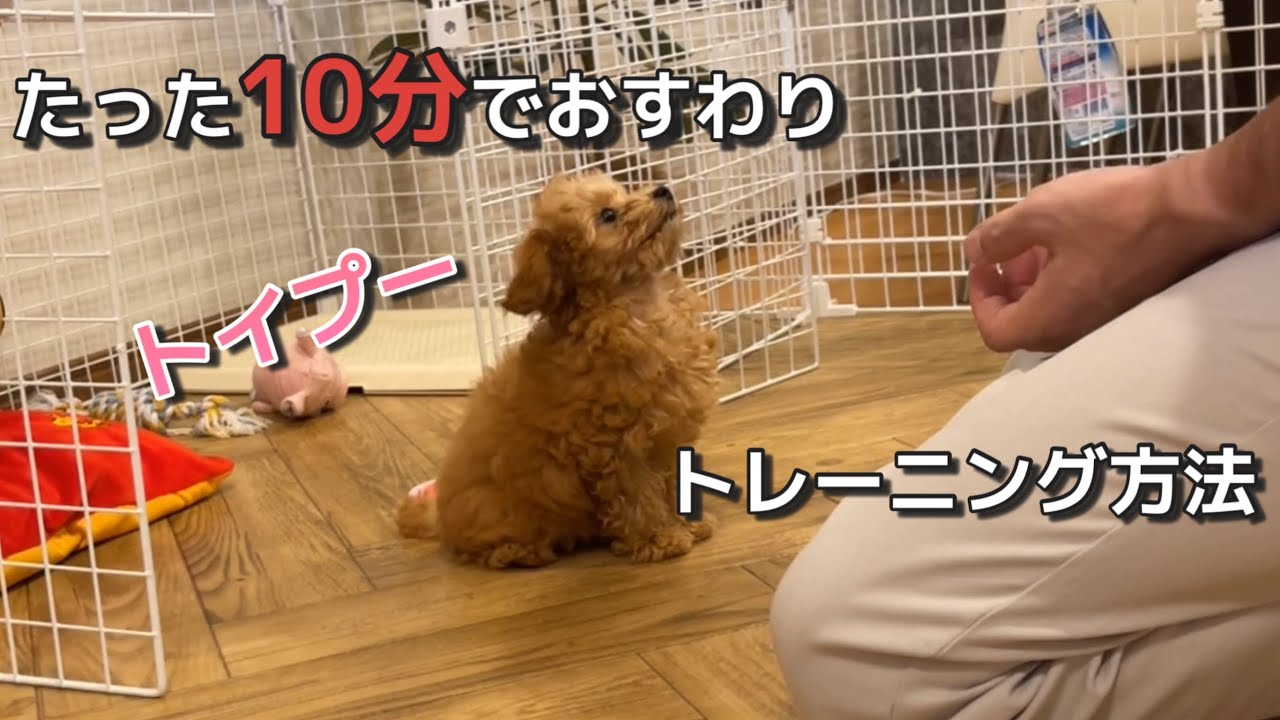 お迎え2日目　小さなトイプードル　わずか10分でおすわり覚える