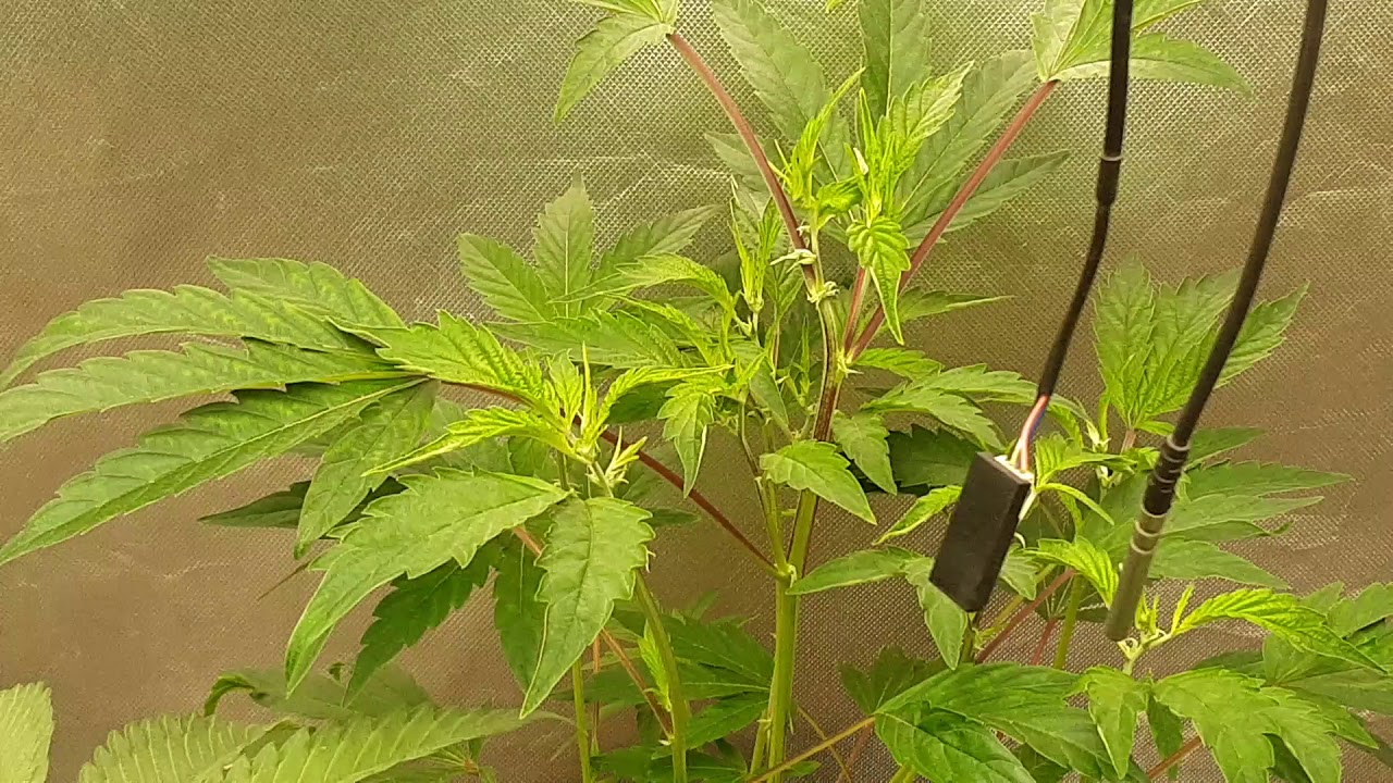 MARS HYDRO CF3000 +2 SP150  PUTTING SOME WORK REALLY FAST GROWTH