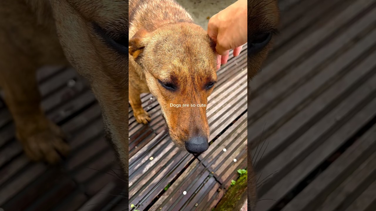 Stray Dog Fell In Love With Human After Being Saved (Emotional!) 😭 #dogrescue #doglover #shorts
