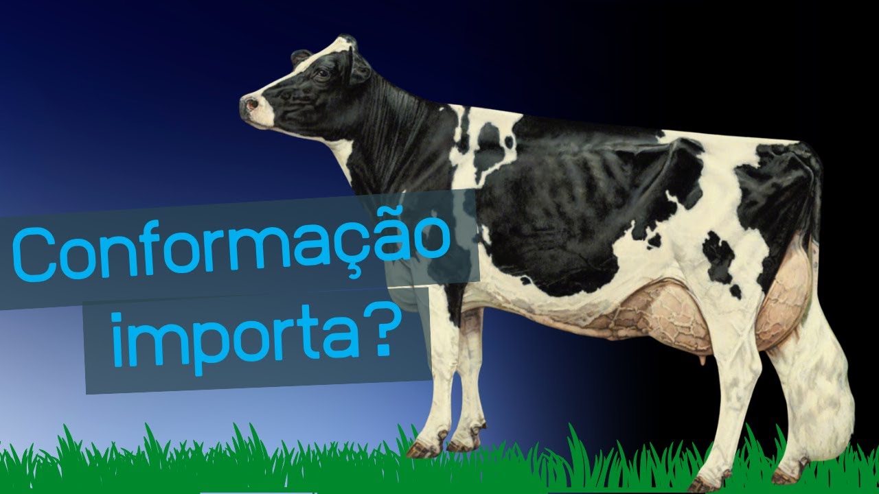 A conformação de milhão: como é a vaca perfeita?
