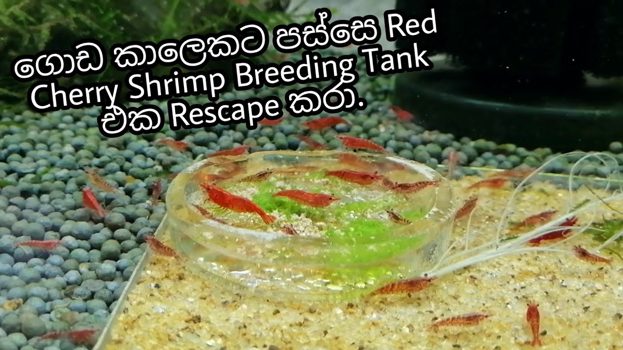 Shrimp Tank Rescaping | #Shrimp #DIY #Aquasoil