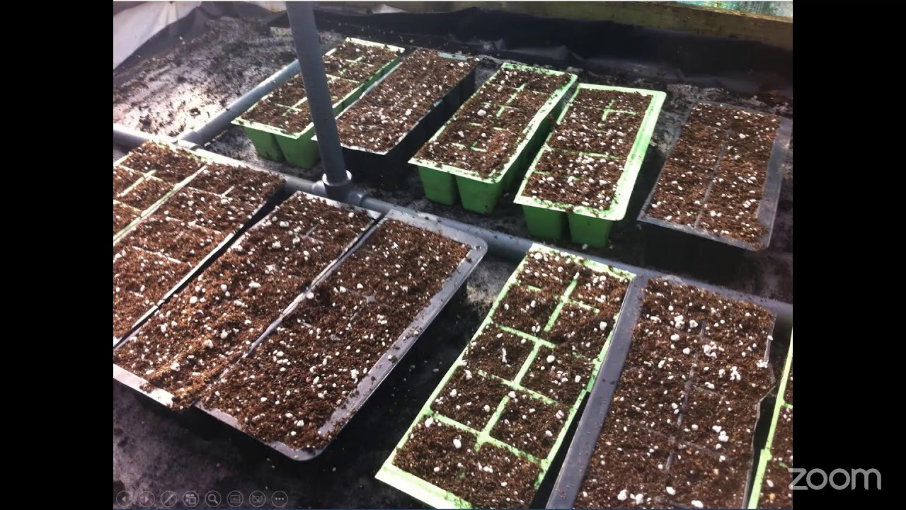 Dahlia Cuttings: My Way - Andrew Robinson (Chairman, National Dahlia Society)