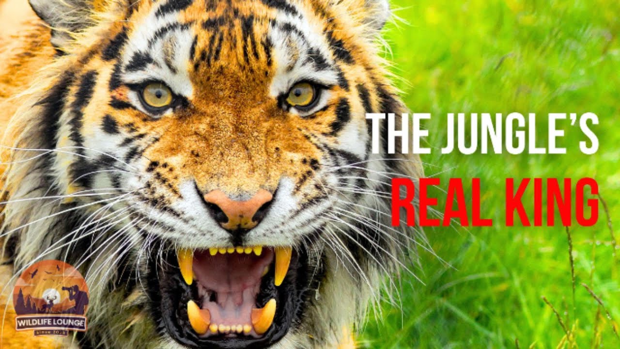 How One Tiger Took 437 Lives (True Story)