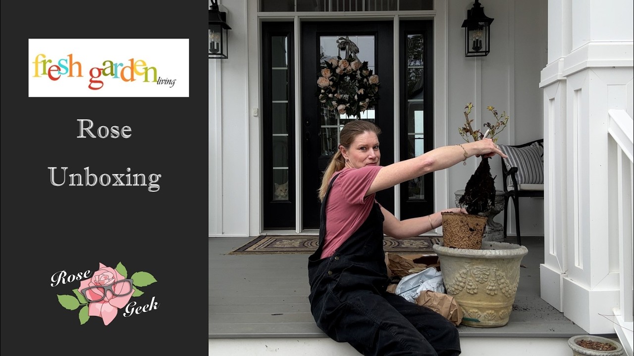 🌹Fresh Garden Living Rose Unboxing/ Zone 8a / Potted Rose