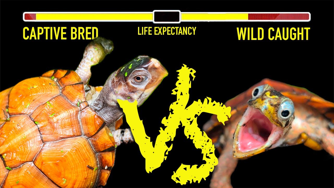 How to Know if a Rare Turtle is Captive Bred of Wild Caught
