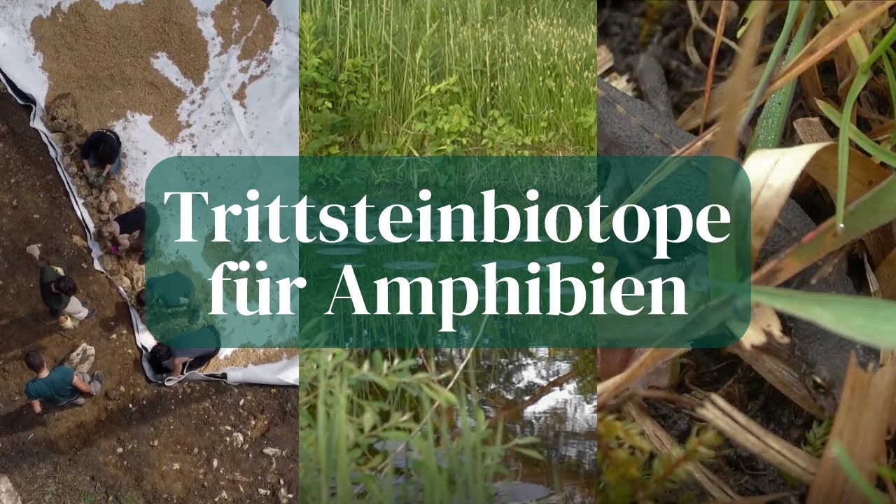 Trittsteinbiotope f&uuml;r Amphibien: Ein Pro Natura Baselland und IWB Projekt