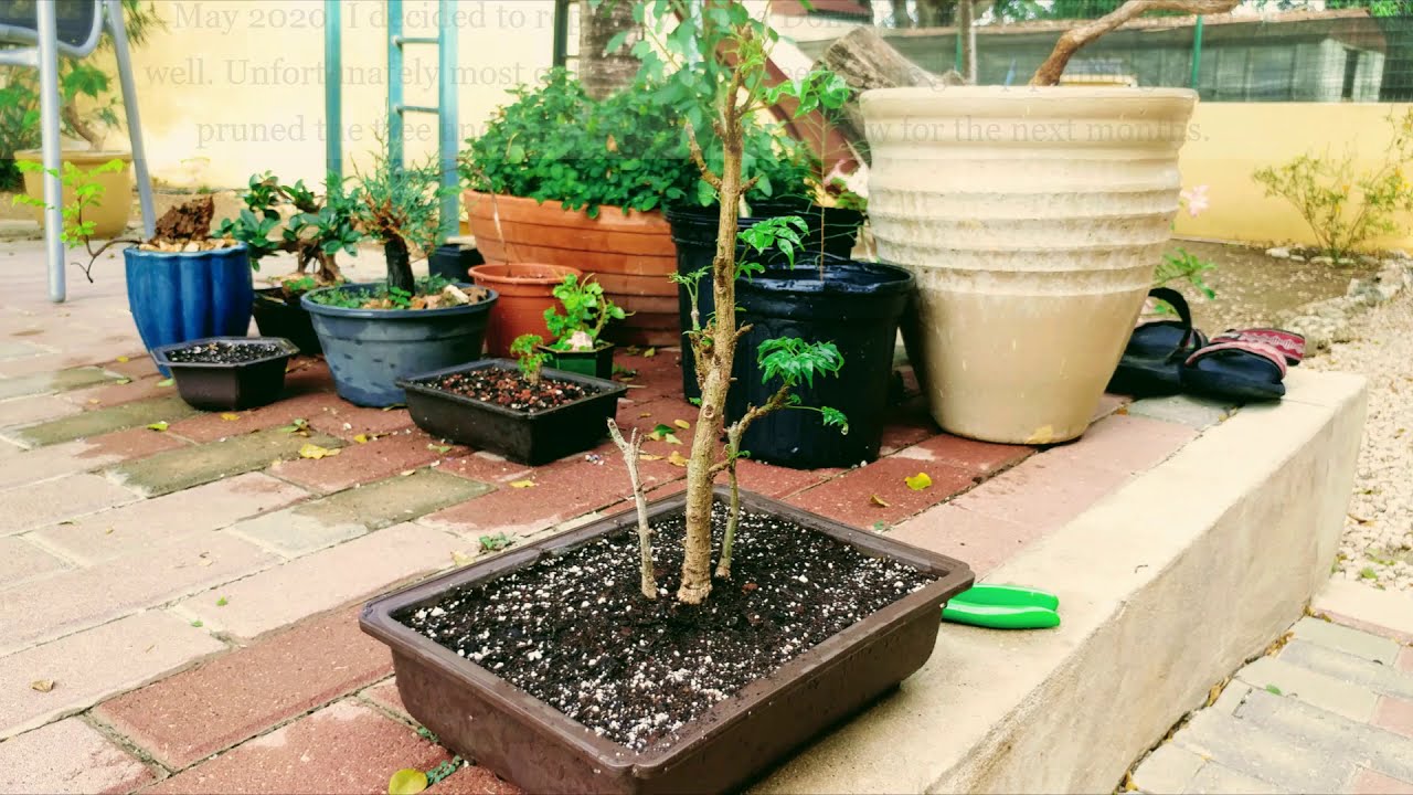 Radermachera sinica China Doll update