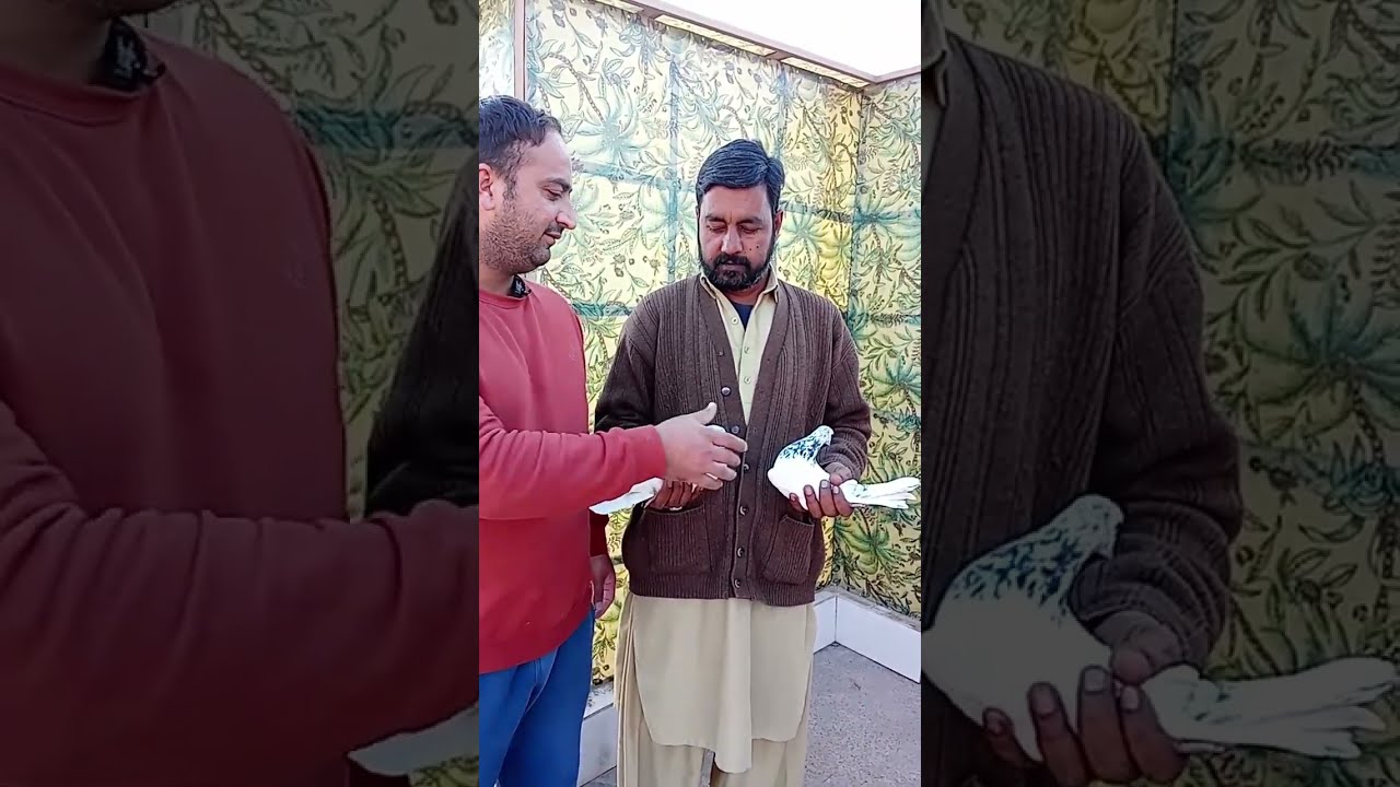 joro wala kabotr for sell whtsap 03115012160 #kabotrbazi #viral_video# #pegionlover