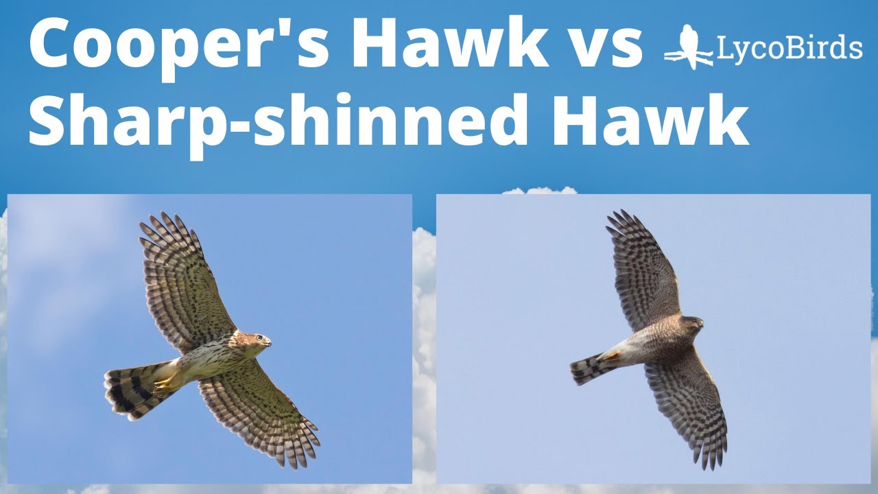 Cooper’s Hawk vs Sharp-shinned Hawk - Raptor identification
