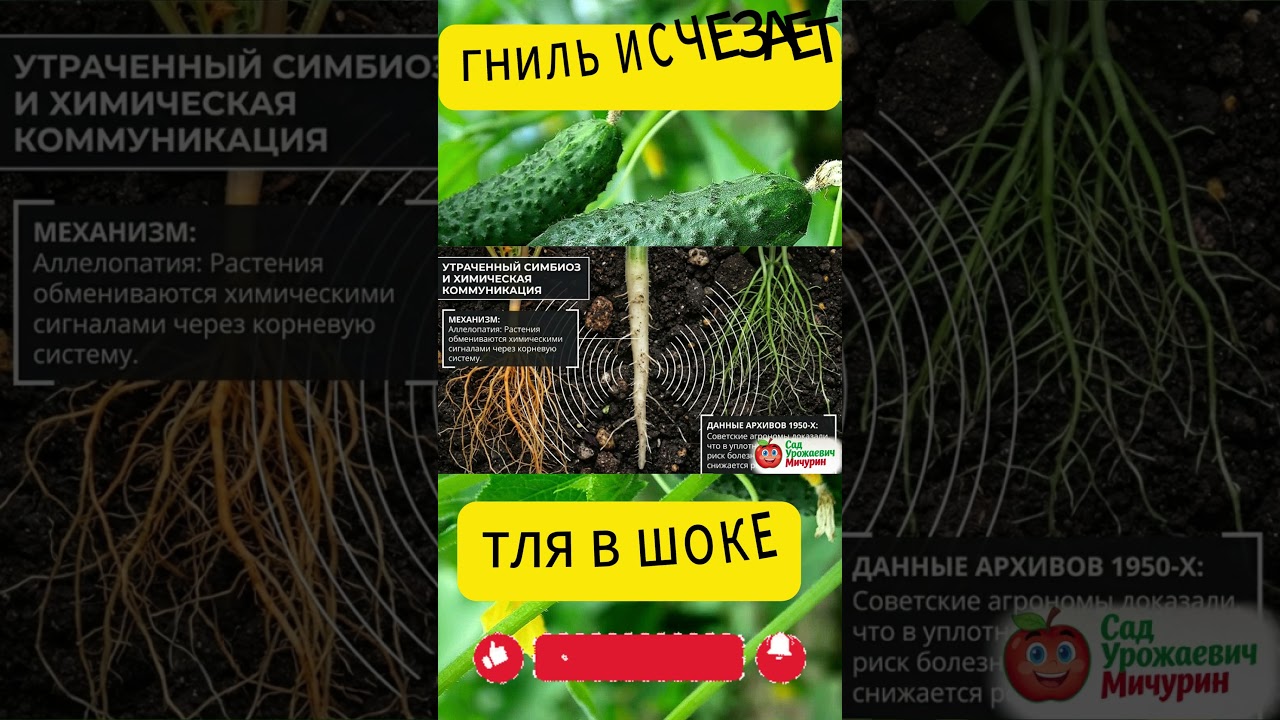 ПОСАДИ ЭТО &mdash; ТЛЯ ИСЧЕЗНЕТ!