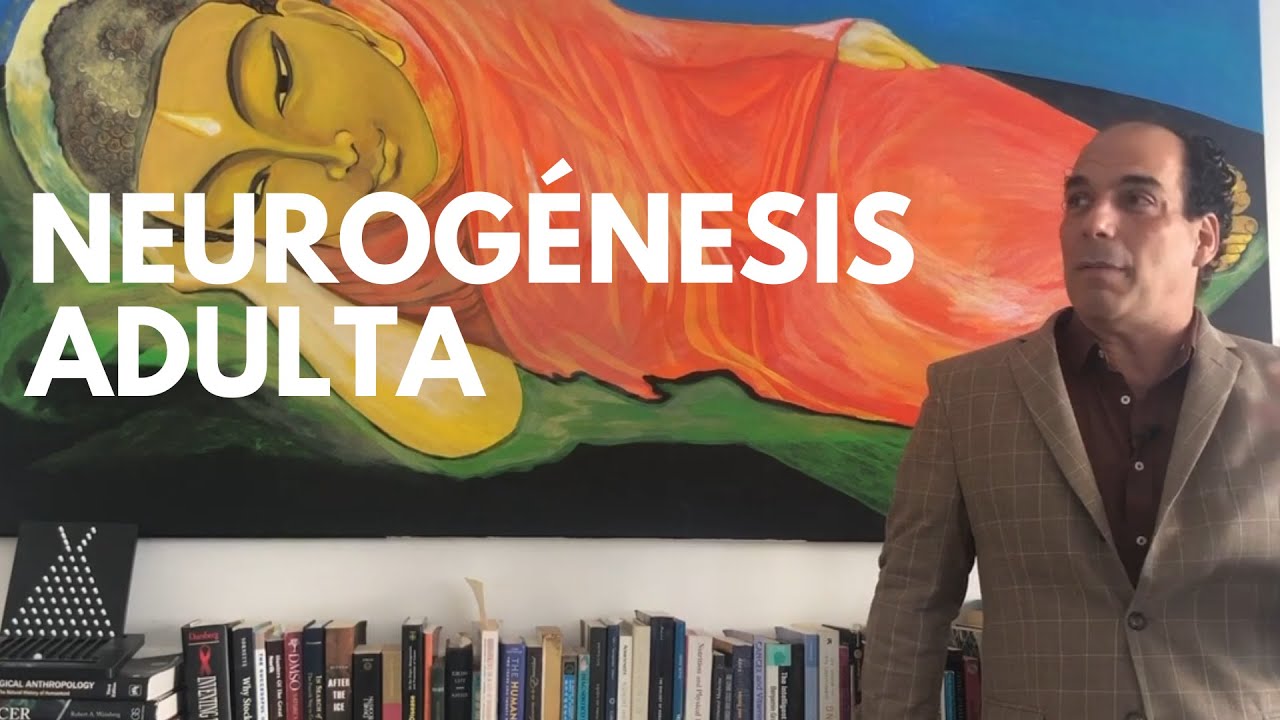 Neurogénesis del CEREBRO ADULTO por Ernesto Prieto Gratacós