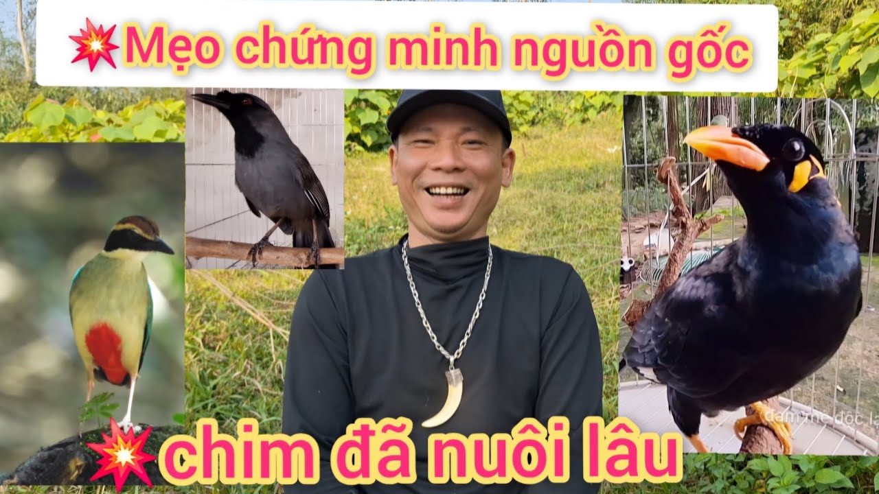 Mẹo Chứng Minh Nguồn Gốc Cho Chim Đã Nuôi Lâu Để Không Vướng Lao Lý | đam mê đôc lạ