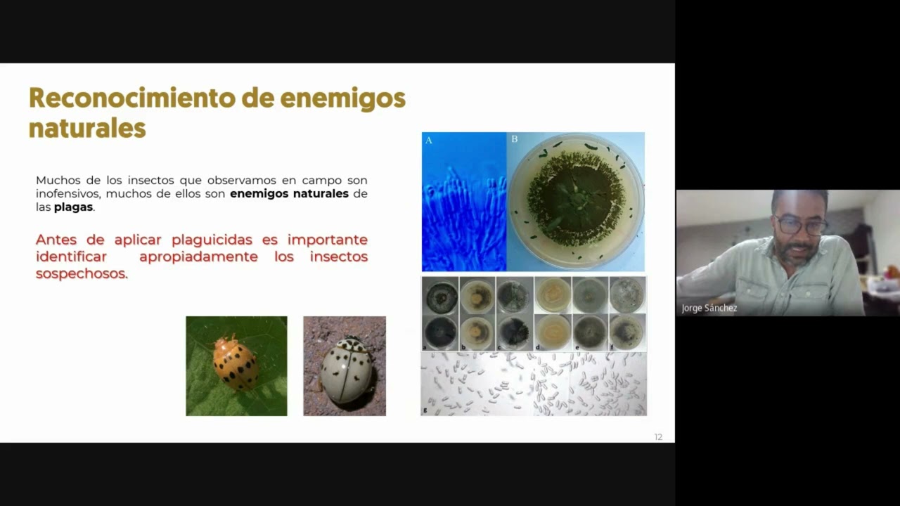 ¿Sustentabilidad o rentabilidad? ¡Con el Control Biológico puedes tener ambas! 🥭💰