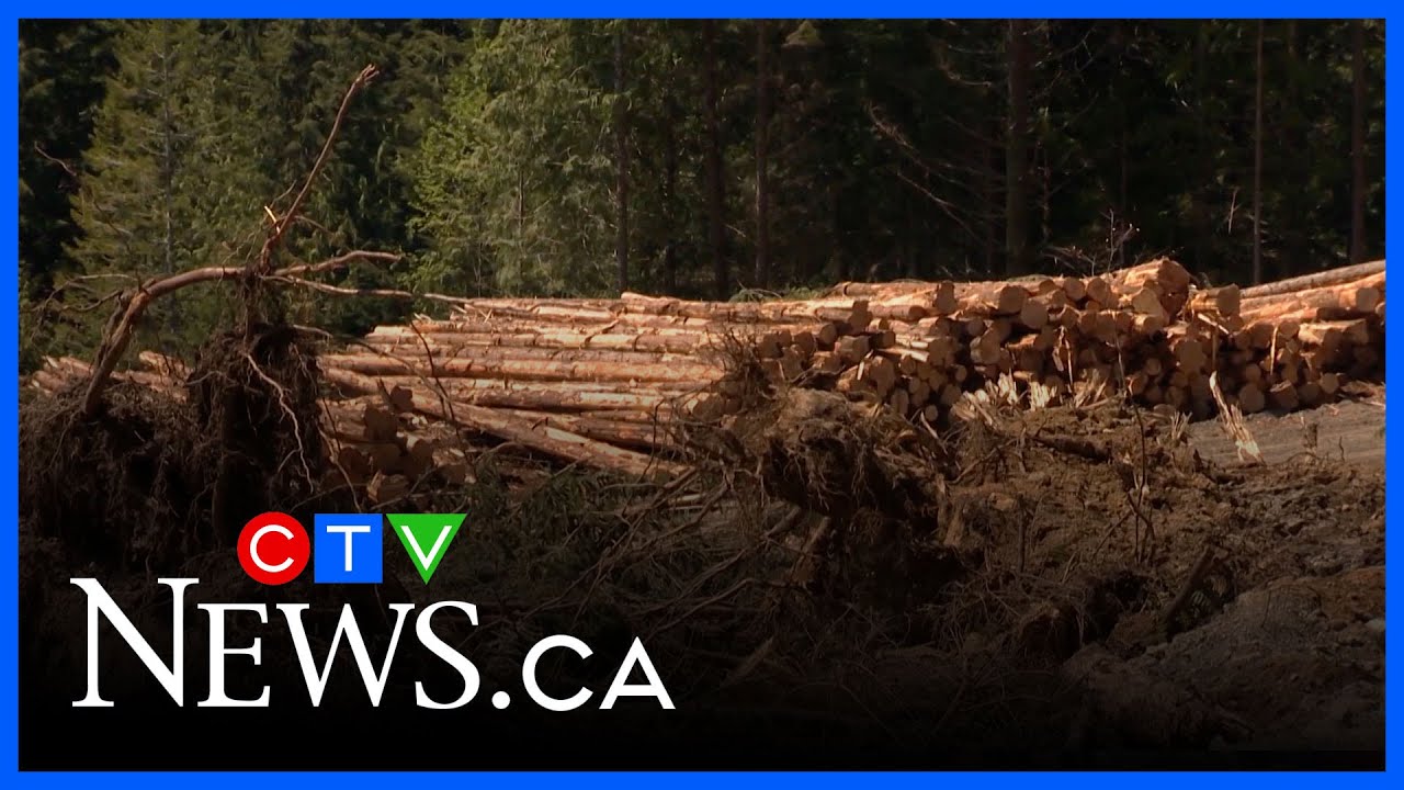 New take on how to turn around the B.C. forestry industry