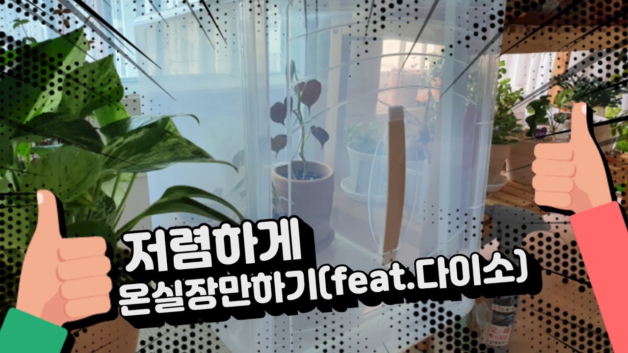 나만의 온실을 처음 만든다면? 저렴하게 온실장만하기 (feat. 다이소)