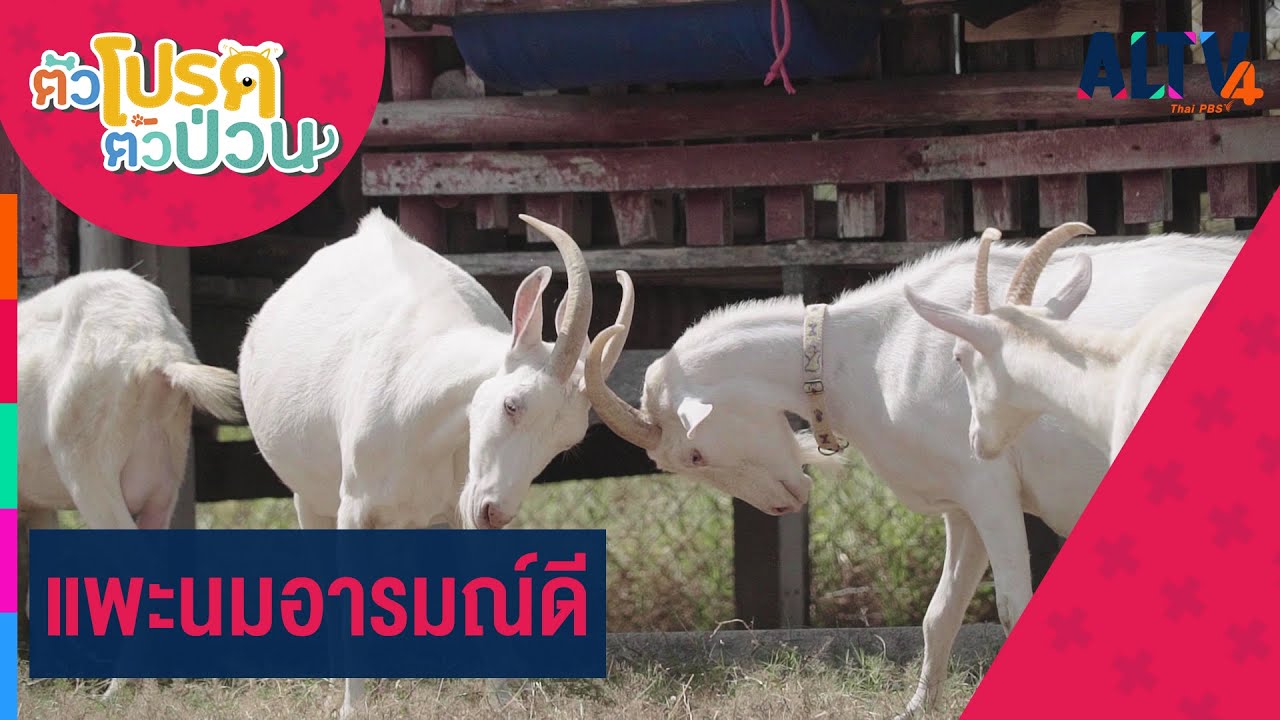 แพะนมอารมณ์ดี | ตัวโปรด ตัวป่วน (24 มิ.ย. 65)