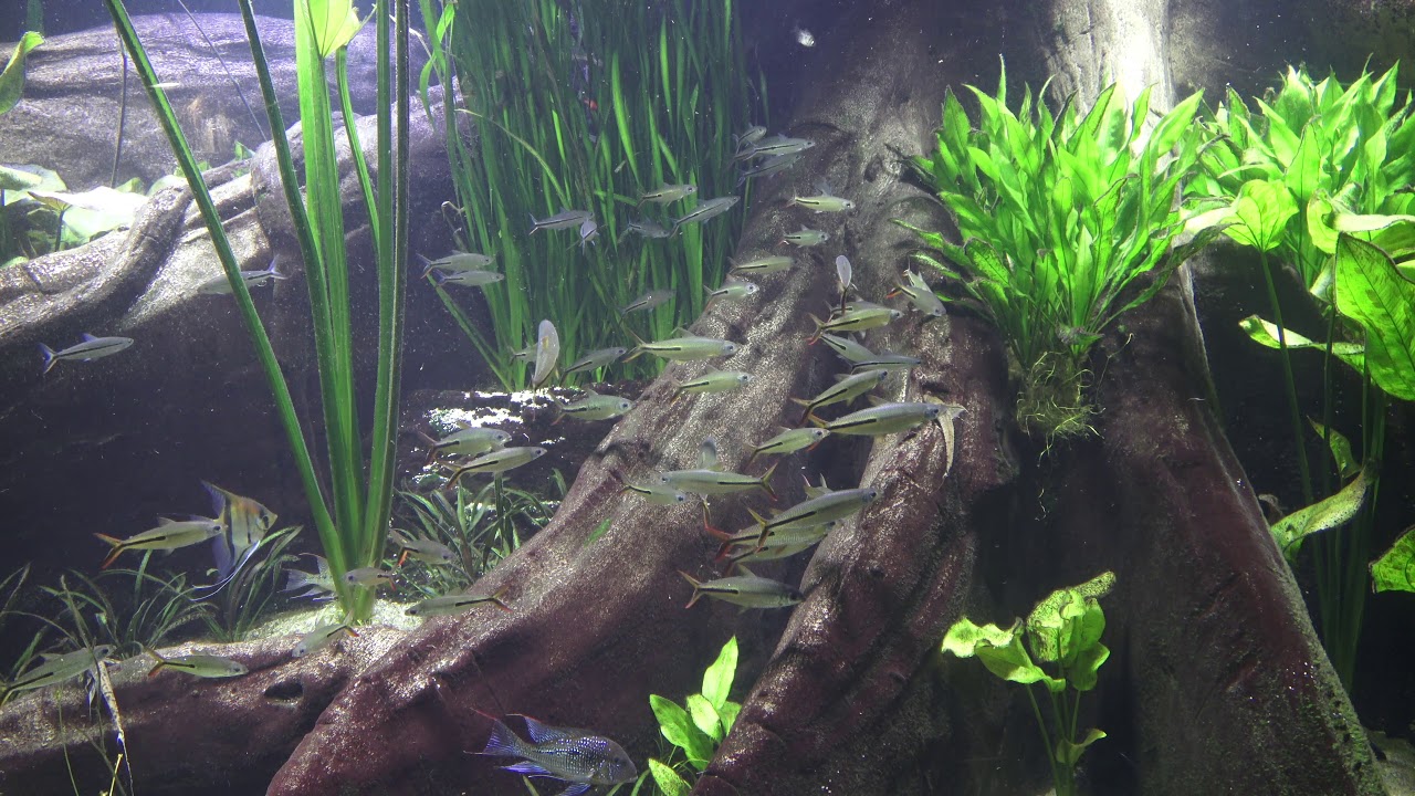 Amazonas-Becken Tropen-Aquarium Hagenbeck März 2018 4K