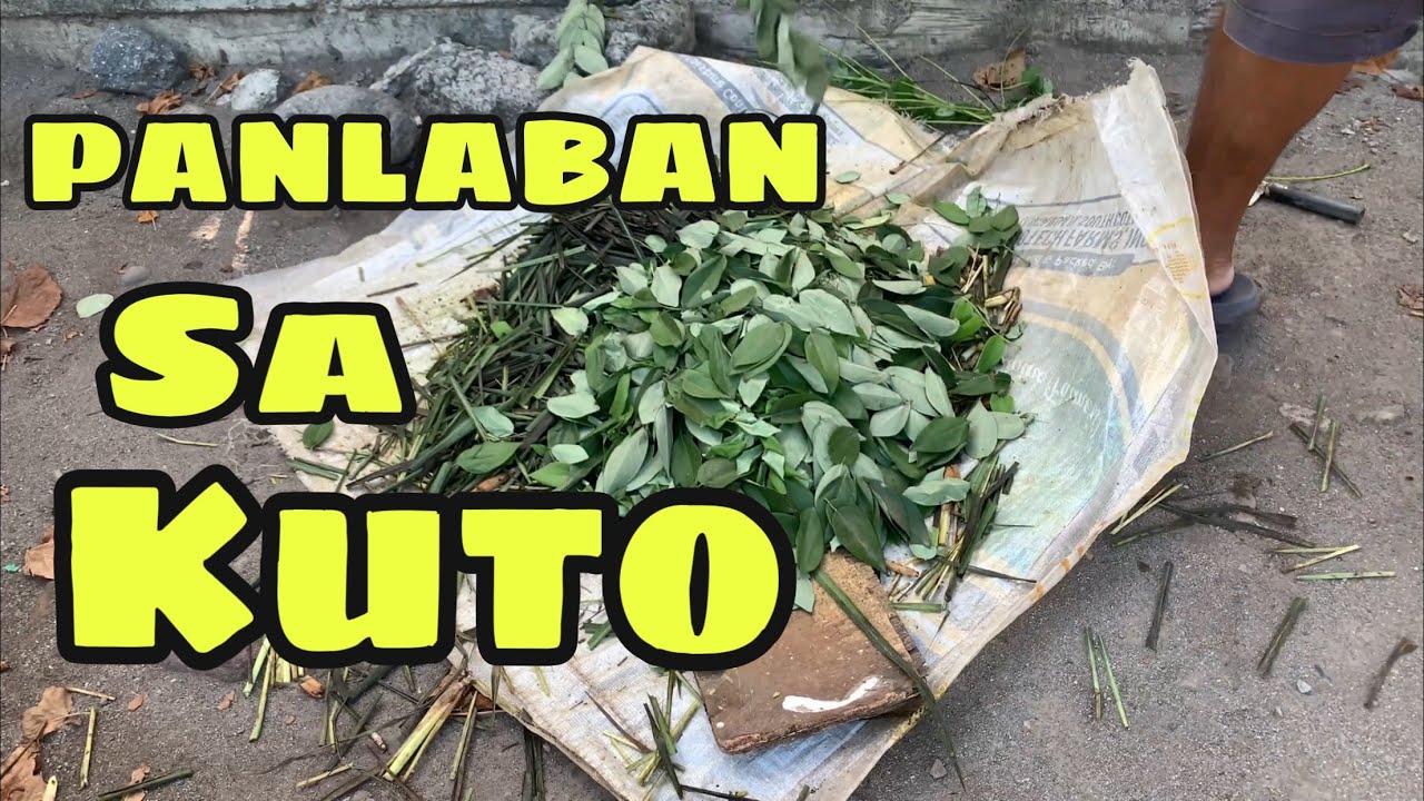 PANLABAN SA KUTO