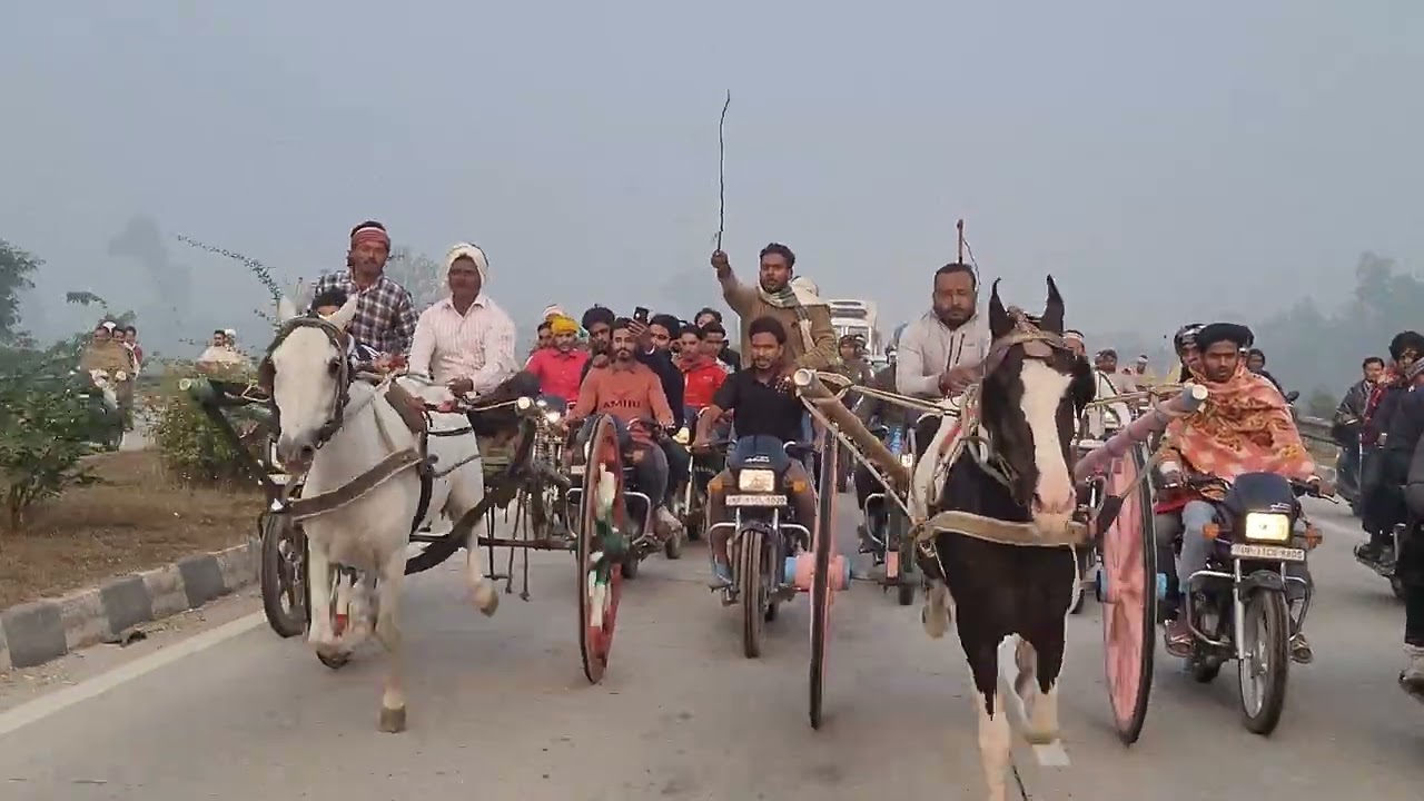 Salman Horse  Race Saharanpur 8 Km 🏅🏆🐎#horse #horseracing 