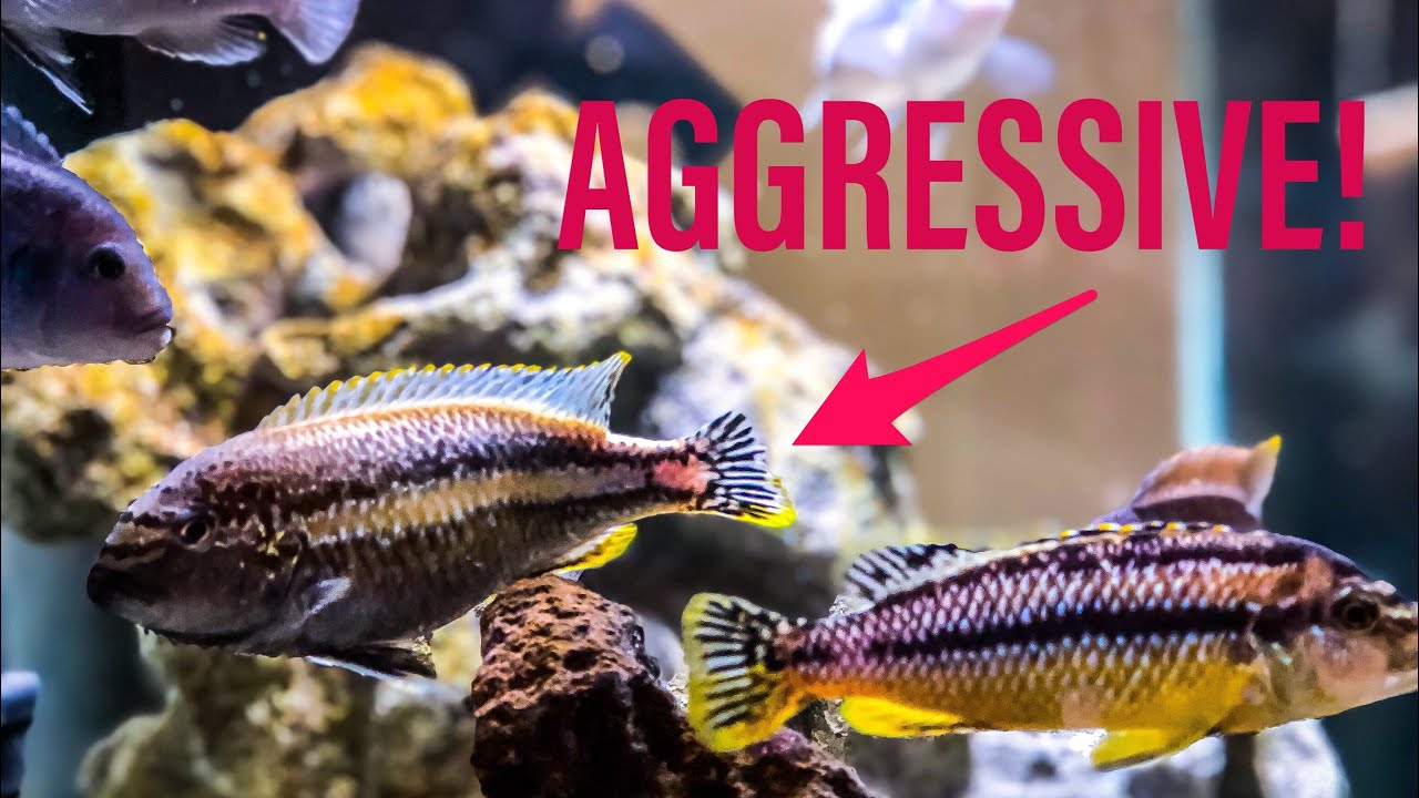 How to Manage African Cichlid Aggression