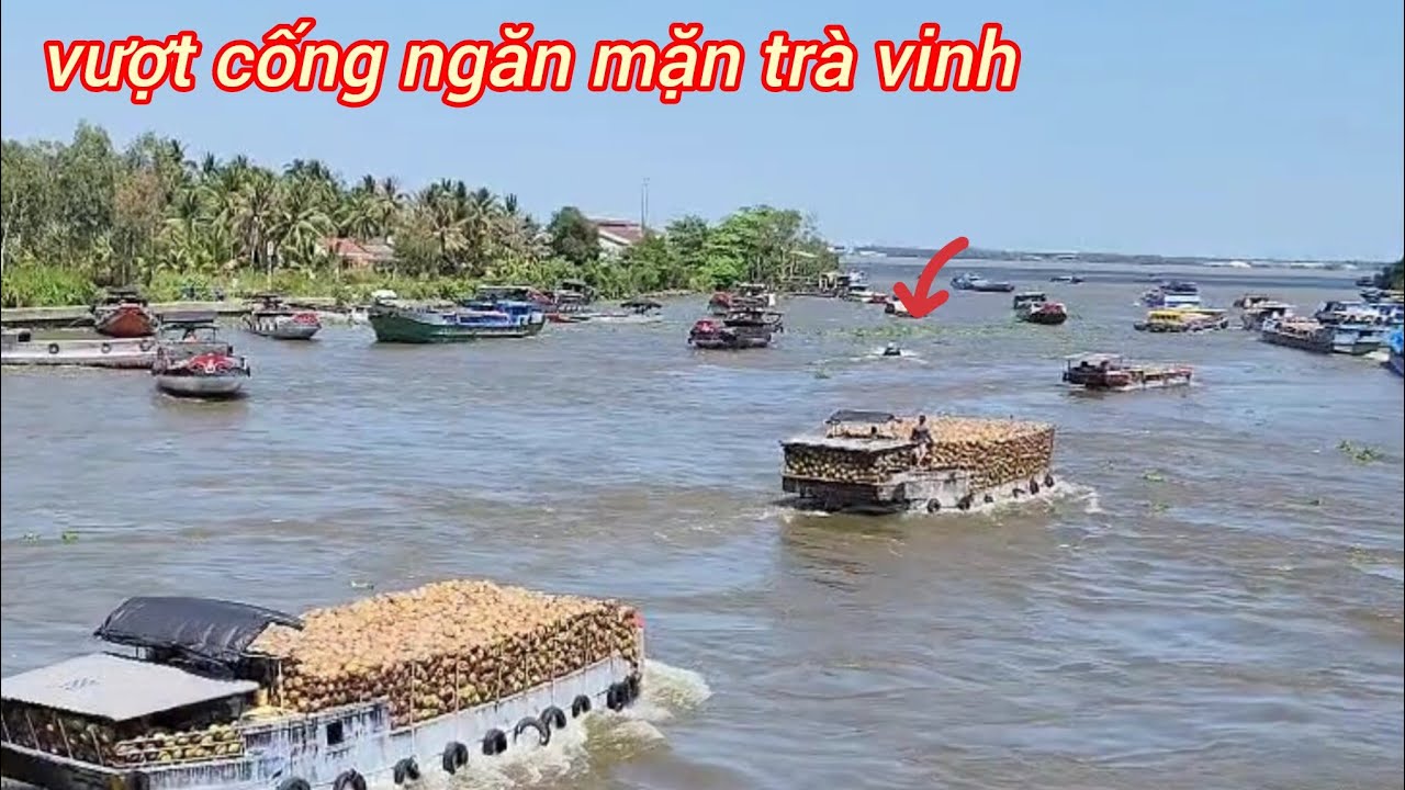 Ghe Tàu Tranh  Nhau Tăng Tóc Quyết Liệt Ra Vào Cống Ngăn Mặn Trà Vinh 