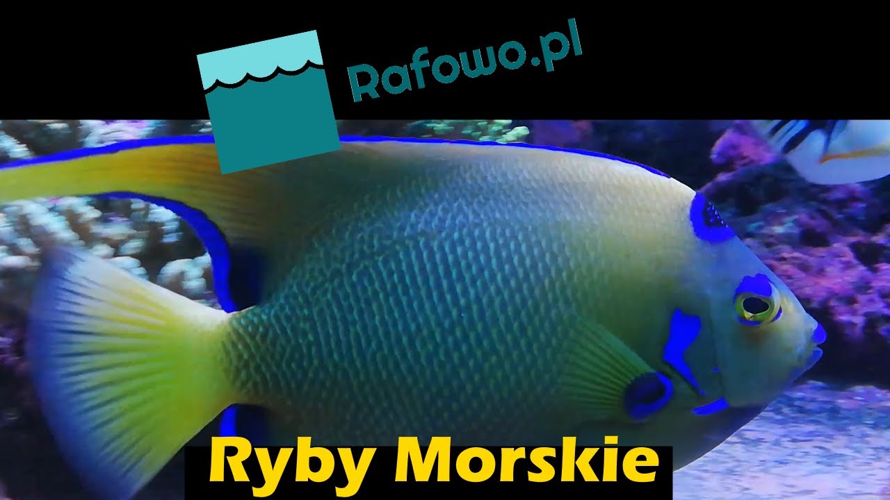 Akwarium morskie - ryby morskie w domowej rafie / saltwater fishes - rafowo.pl