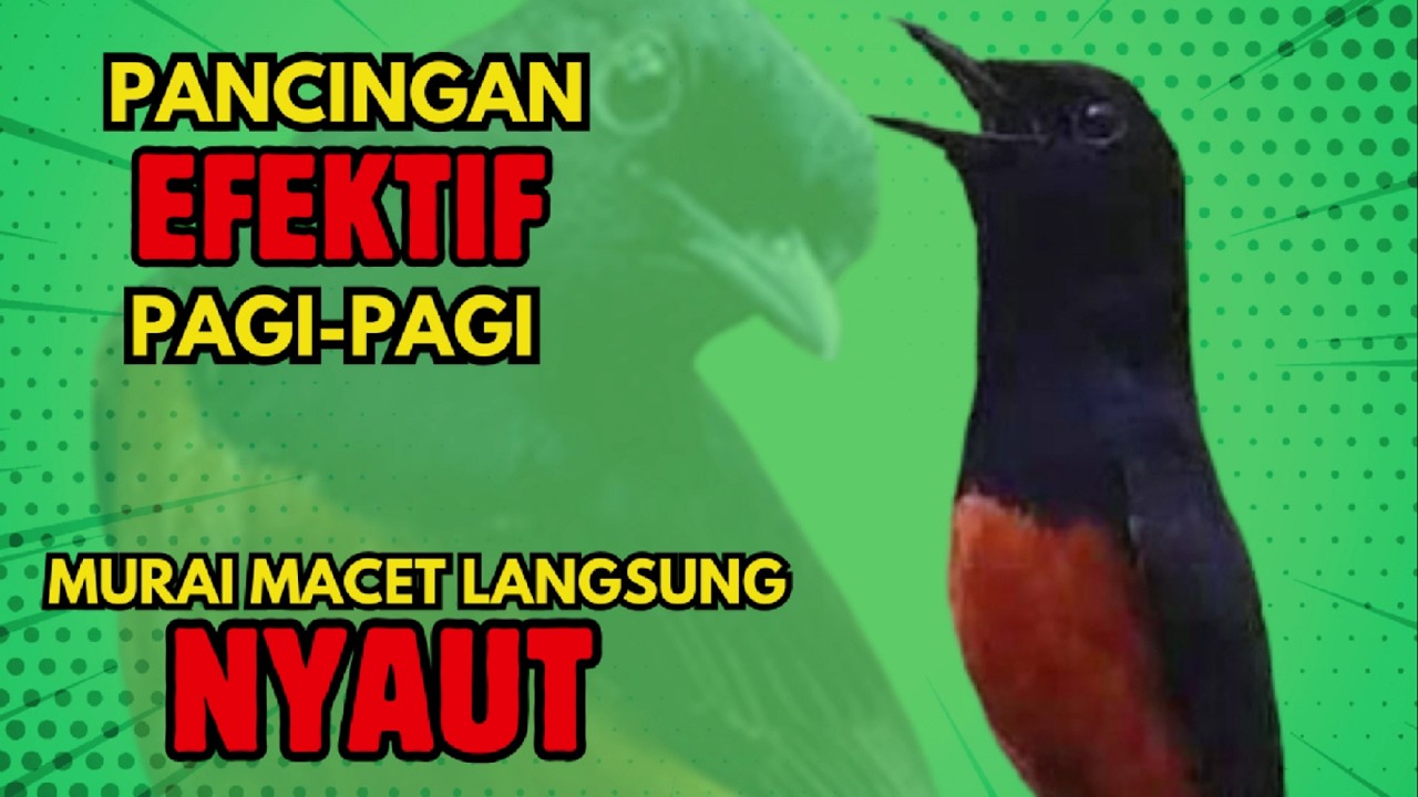 PANCINGAN PAGI-PAGI AGAR MURAI GACOR❗❗ MURAI MACET PASTI NYAUT EMOSI❗❗