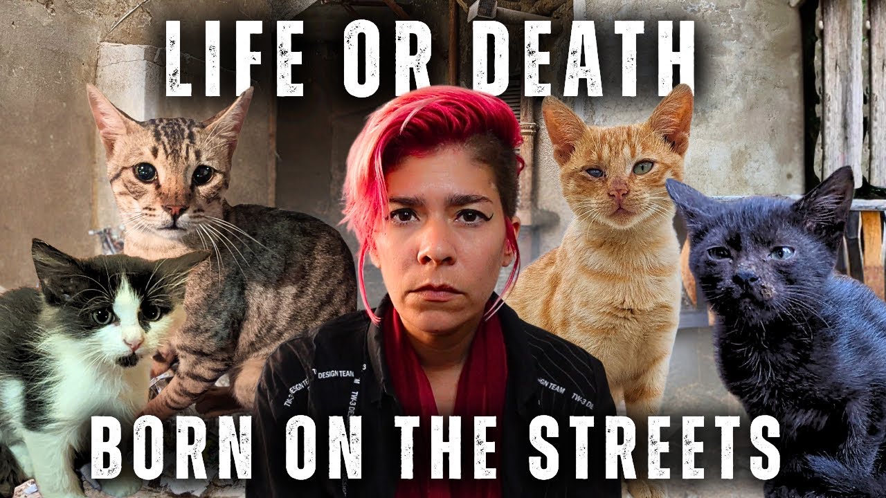 Surviving Cairo's Streets: Life of Cats  | Egypt Vlog 368 | القطط في شوارع القاهرة