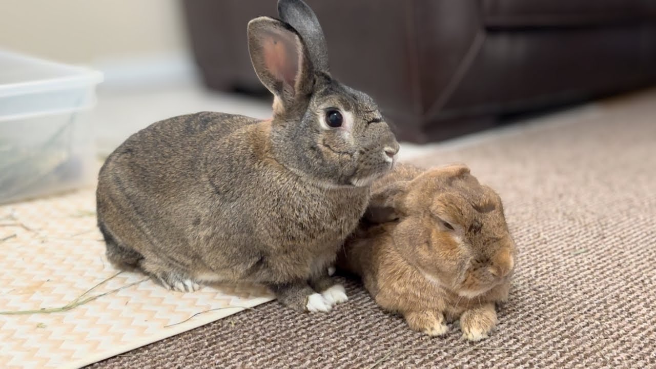 The Instant Bunny Sploot: Watch Pure Comfort Unfold!🐰😀