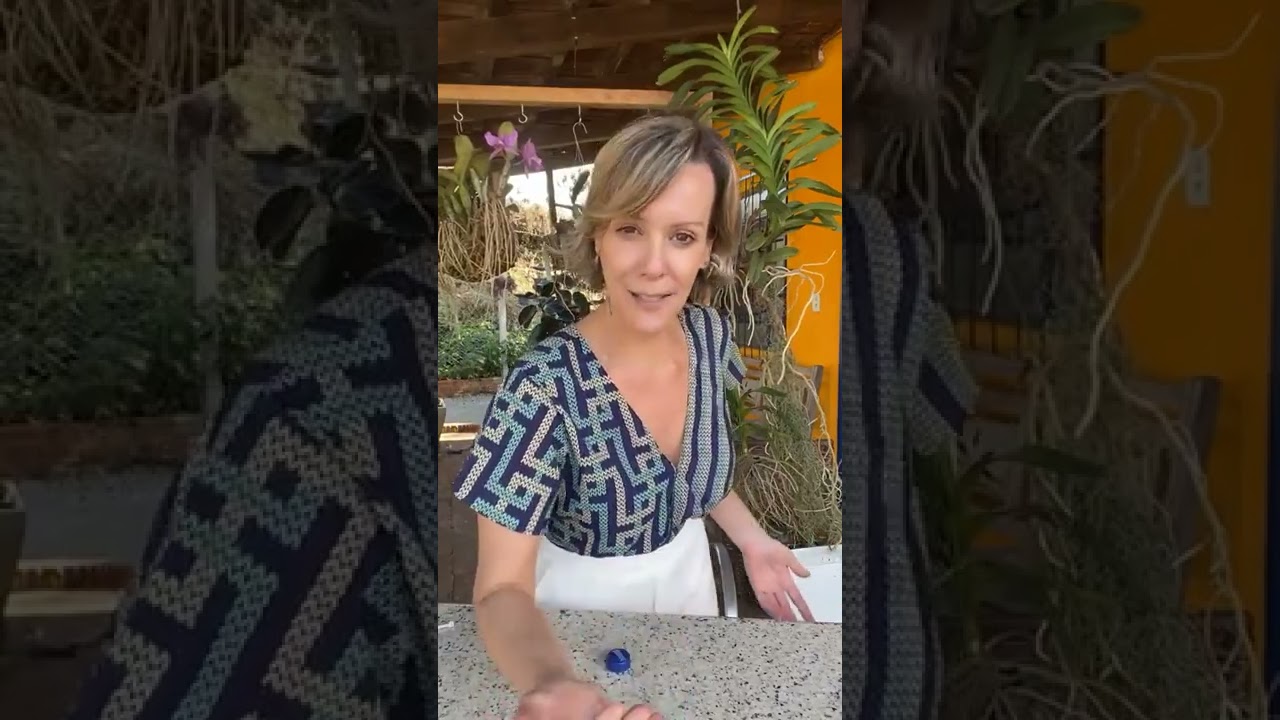 Orquídea Vanda perdendo folhas e raízes, nunca mais!