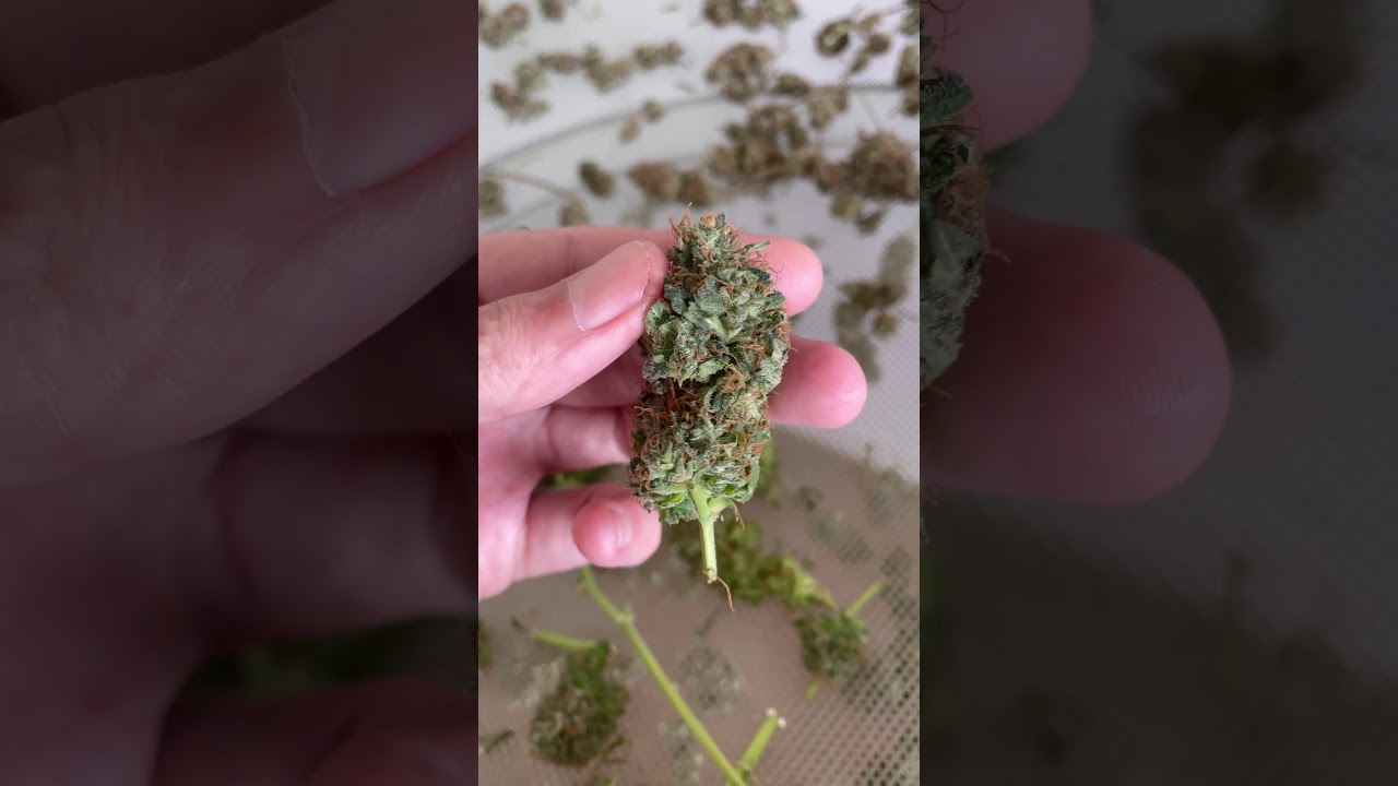 Quanto tempo demora para minha/ flores secarem? #shorts #growroom