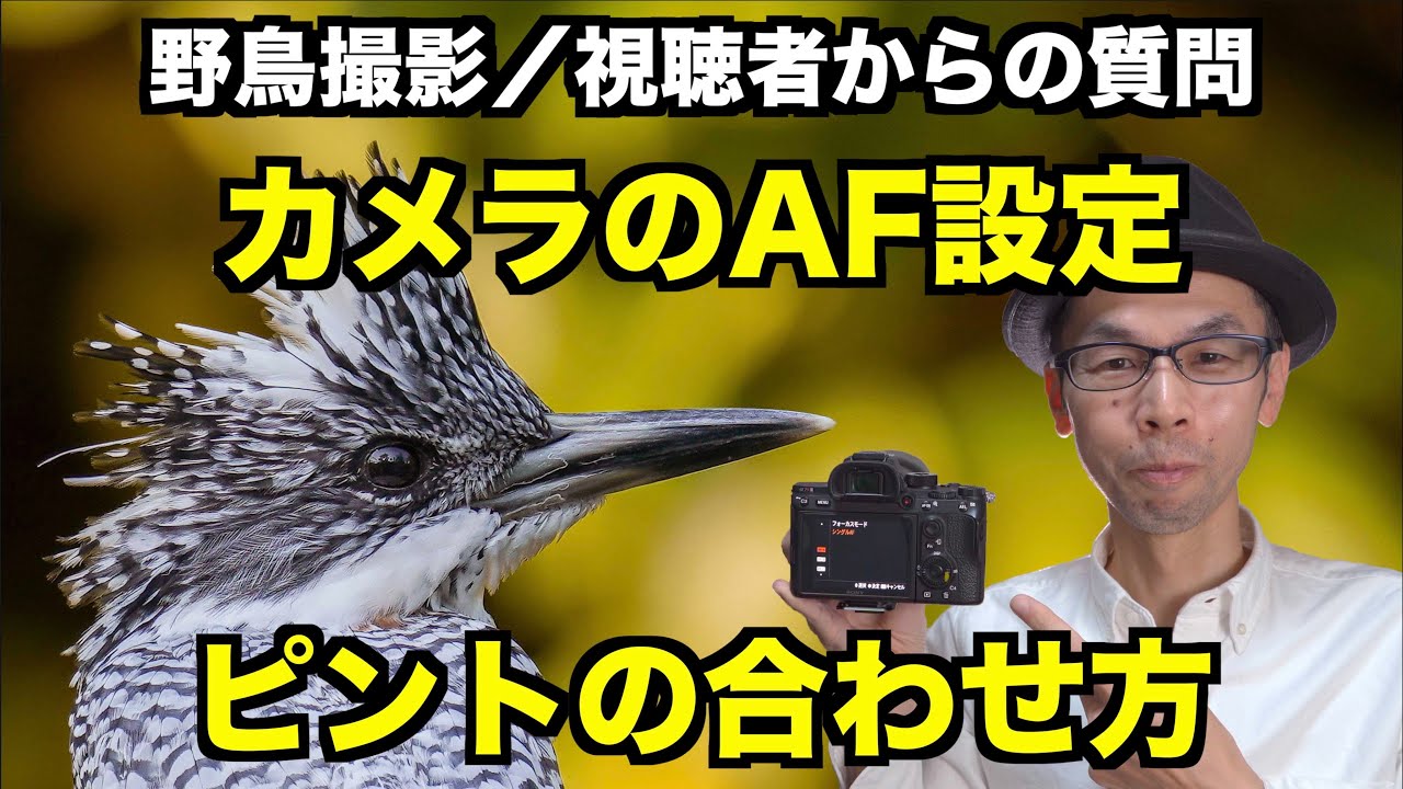 【野鳥撮影】SONY製カメラのAF設定・ピントの合わせ方を紹介【視聴者さんからの質問】
